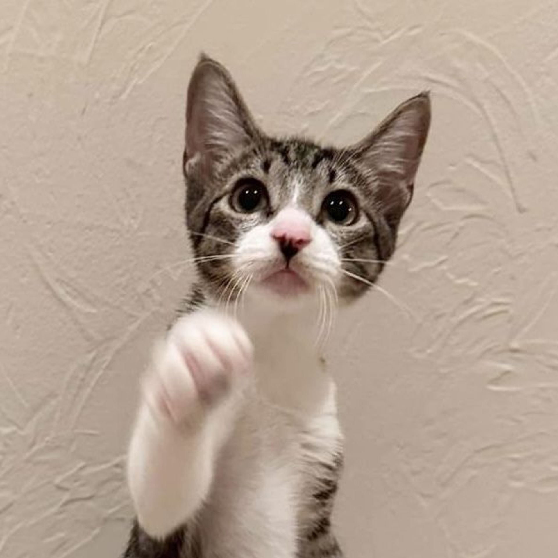 雑種（ミックス猫）・メスの里親募集の写真
