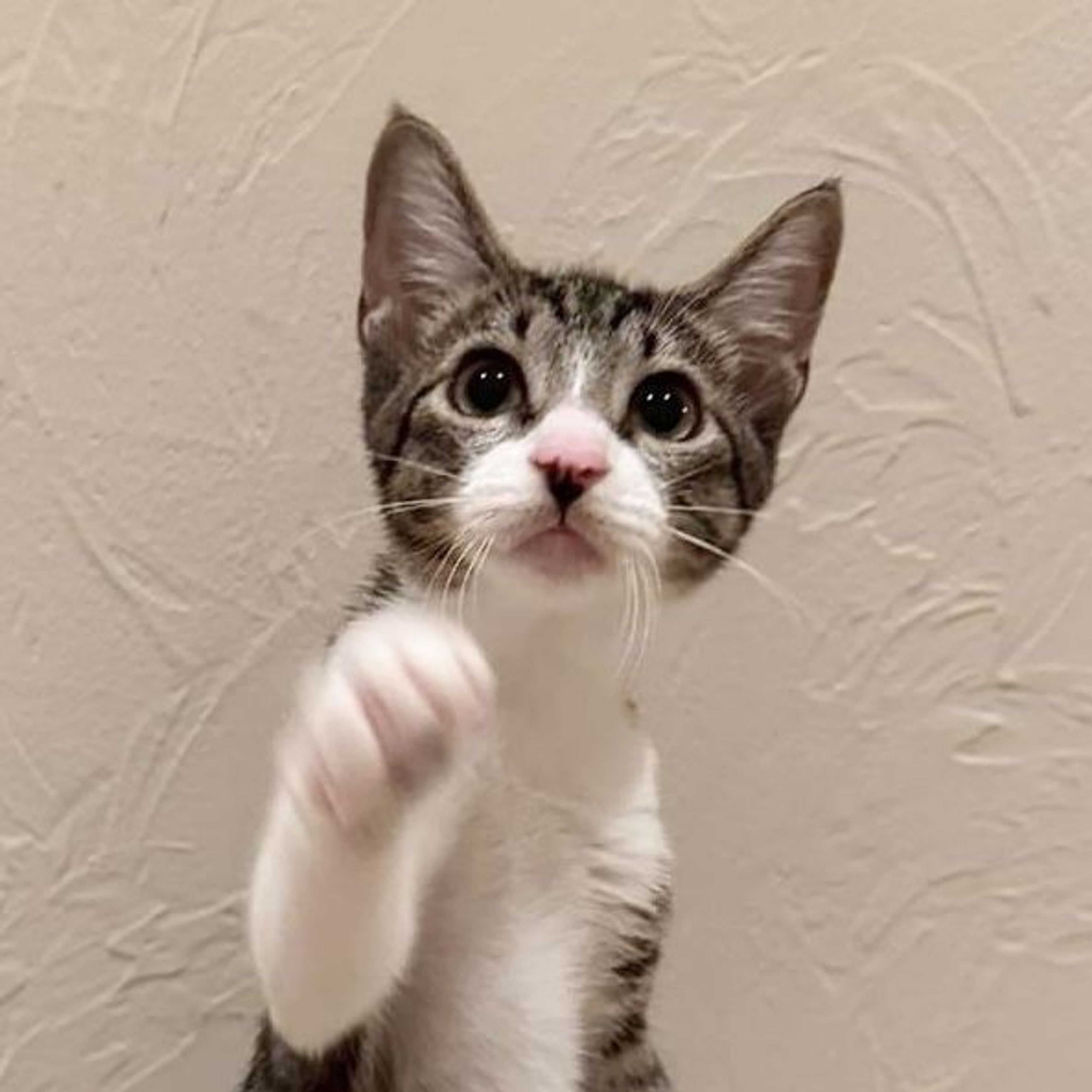 雑種（ミックス猫）・メスの里親募集の写真