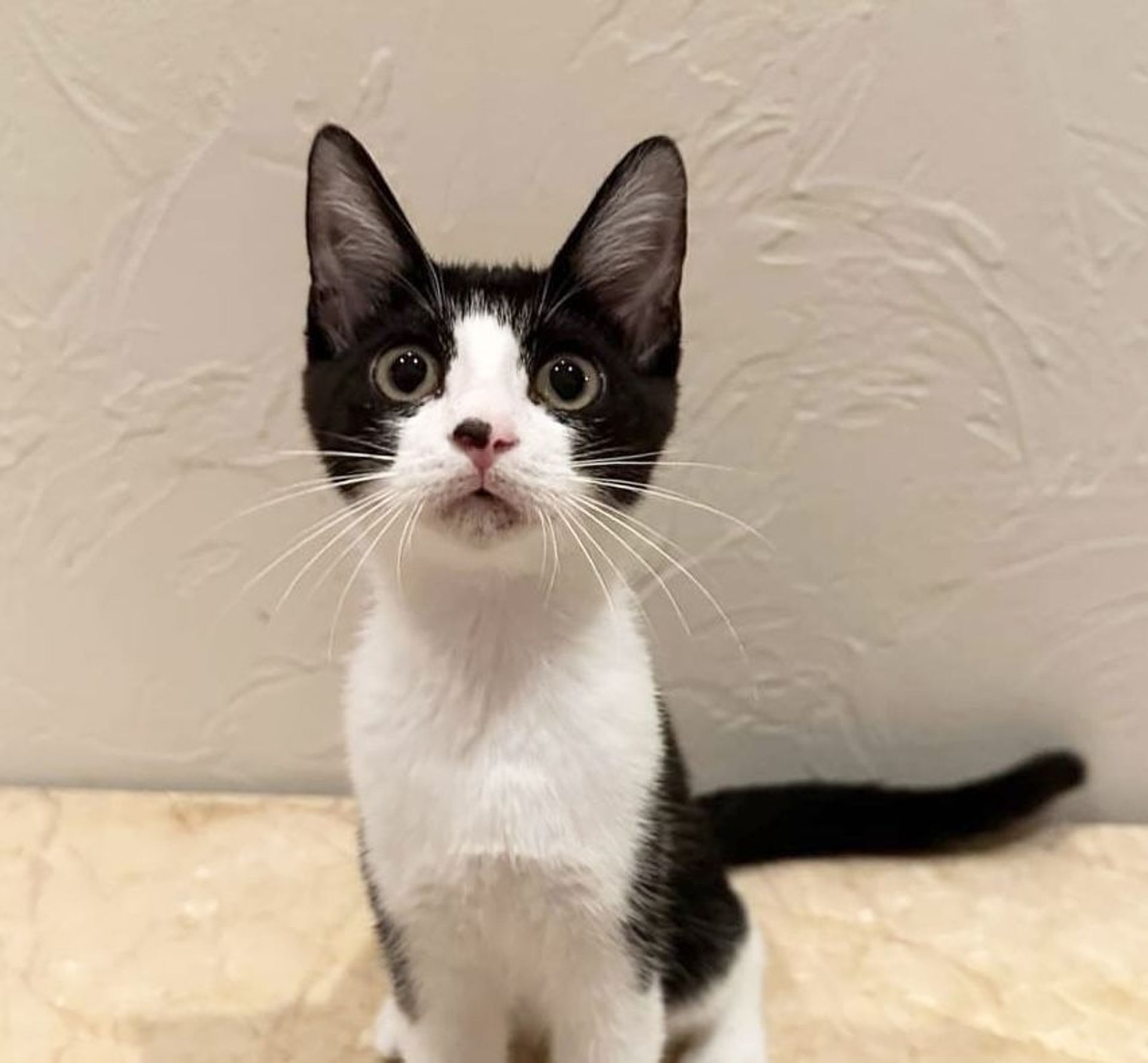 雑種（ミックス猫）・メスの里親募集の写真