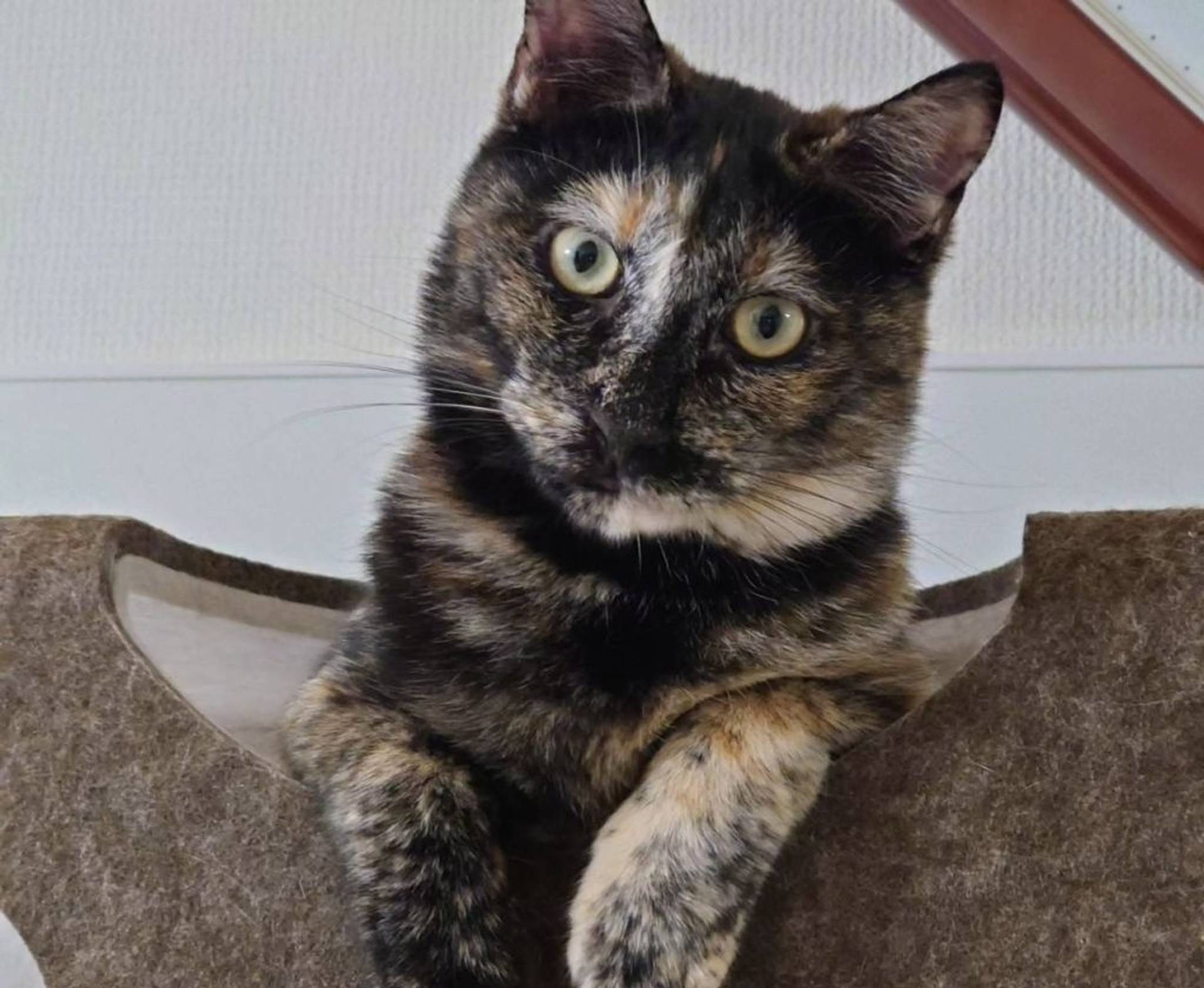 雑種（ミックス猫）・メスの里親募集の写真