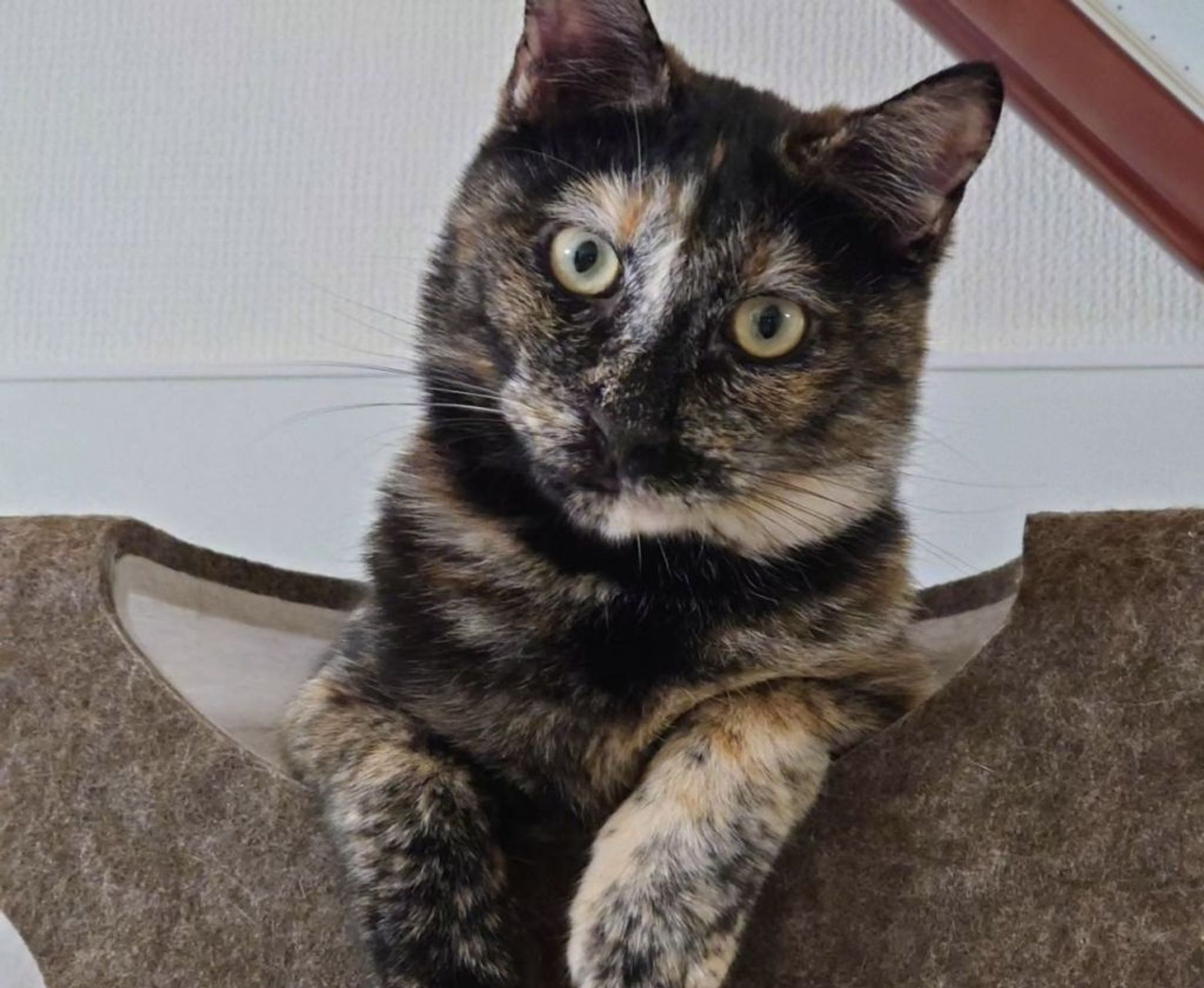 雑種（ミックス猫）・メスの里親募集の写真