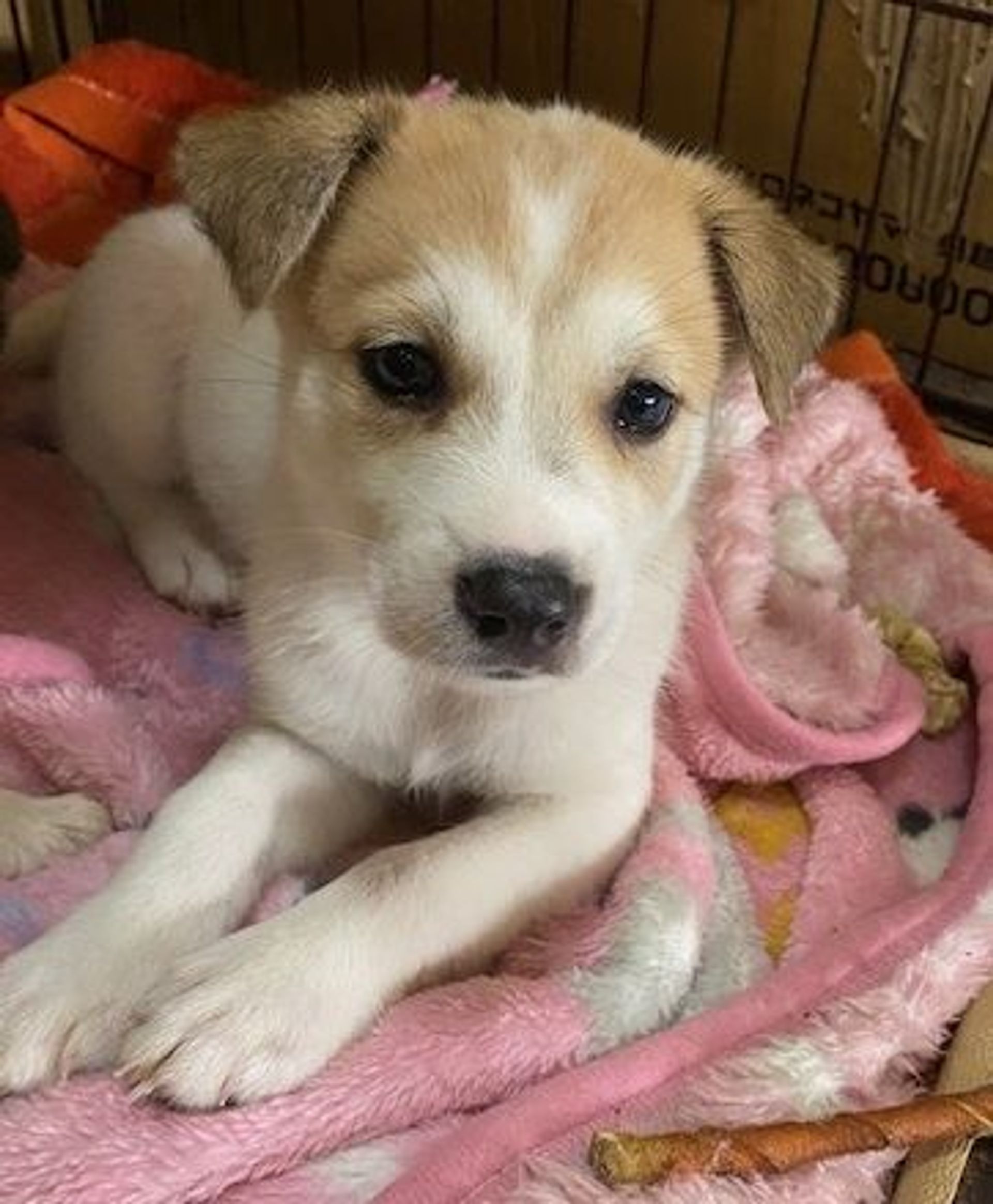雑種（ミックス犬）・オスの里親募集の写真