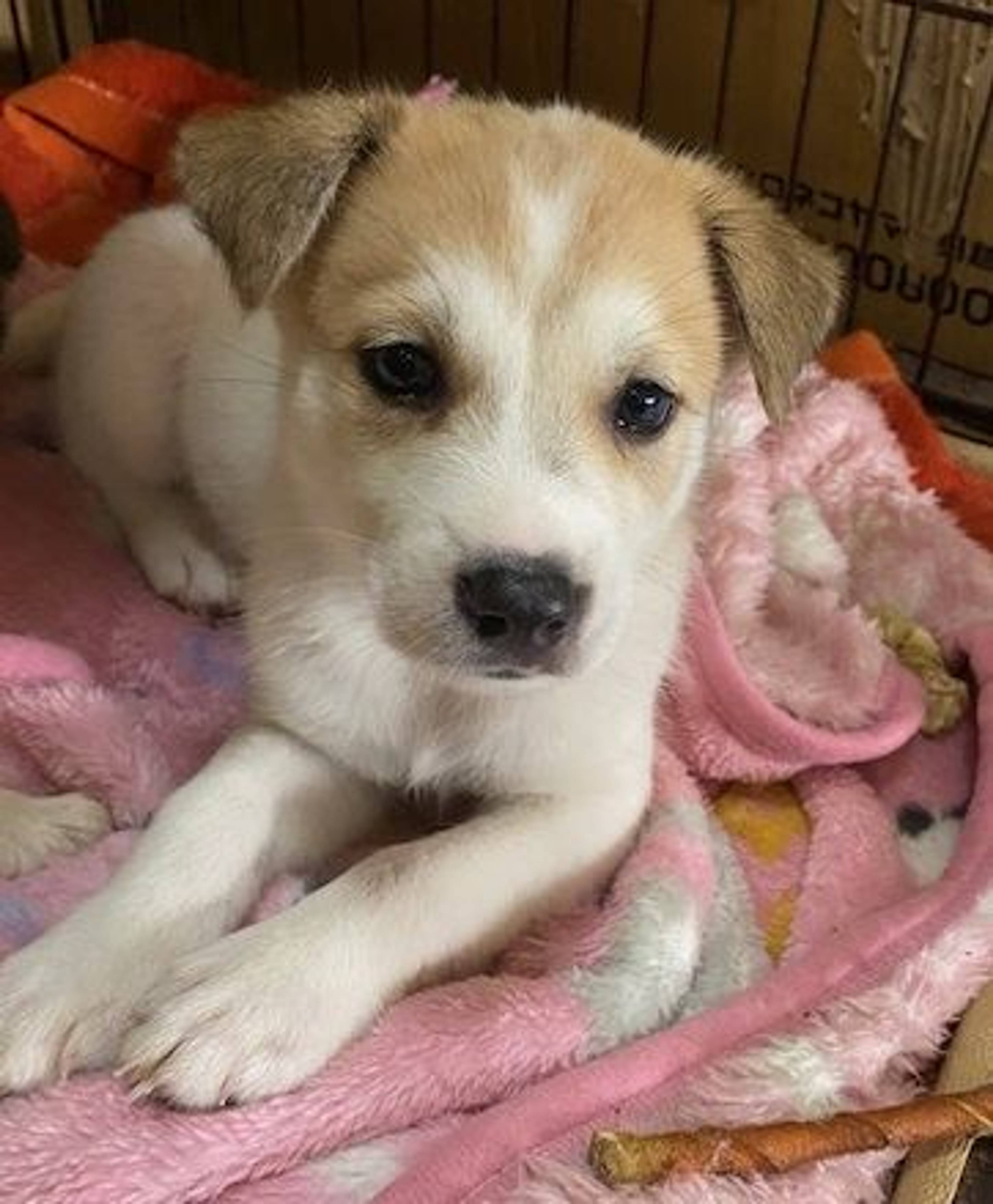 雑種（ミックス犬）・オスの里親募集の写真