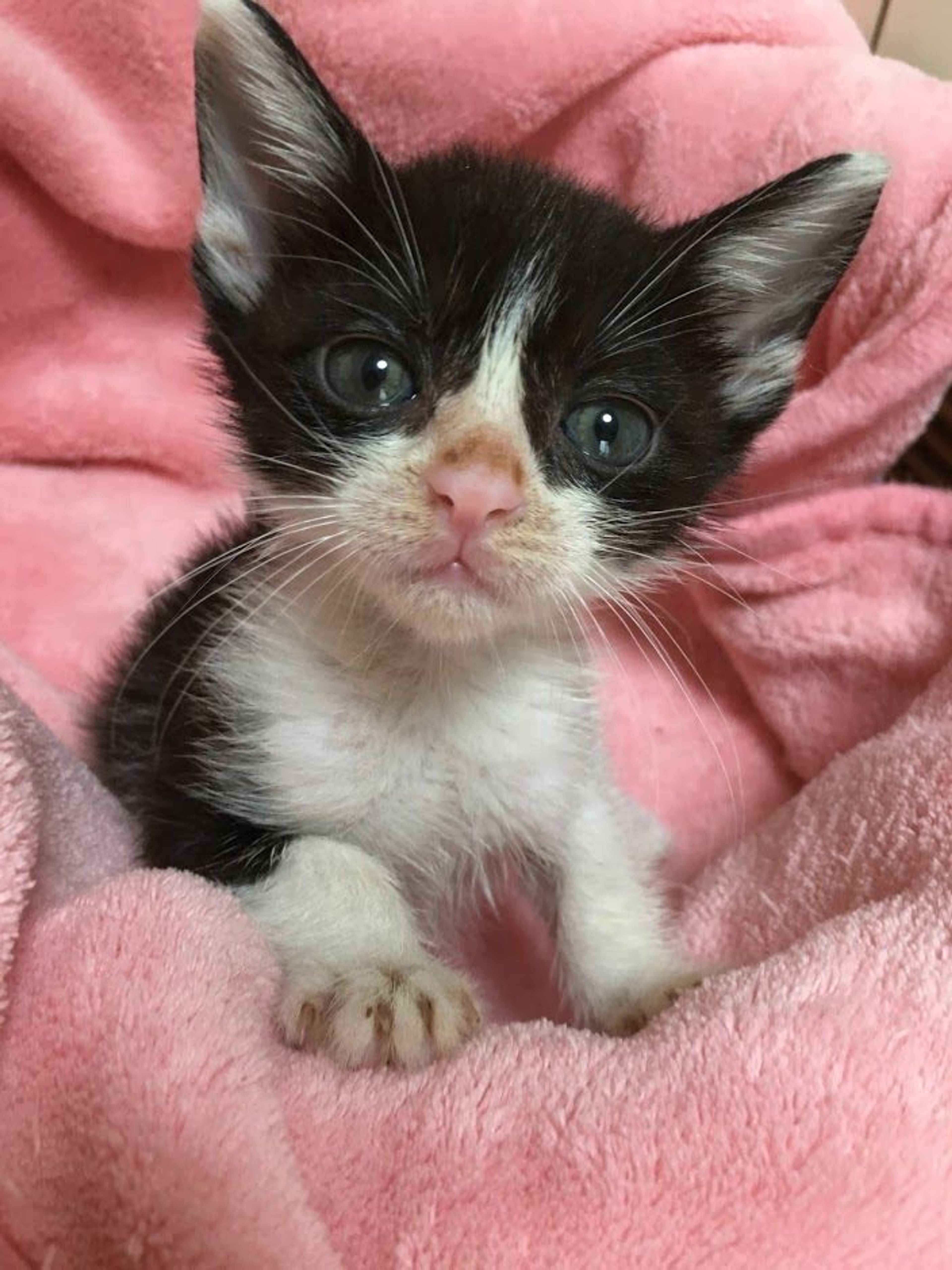 雑種（ミックス猫）・メスの里親募集の写真