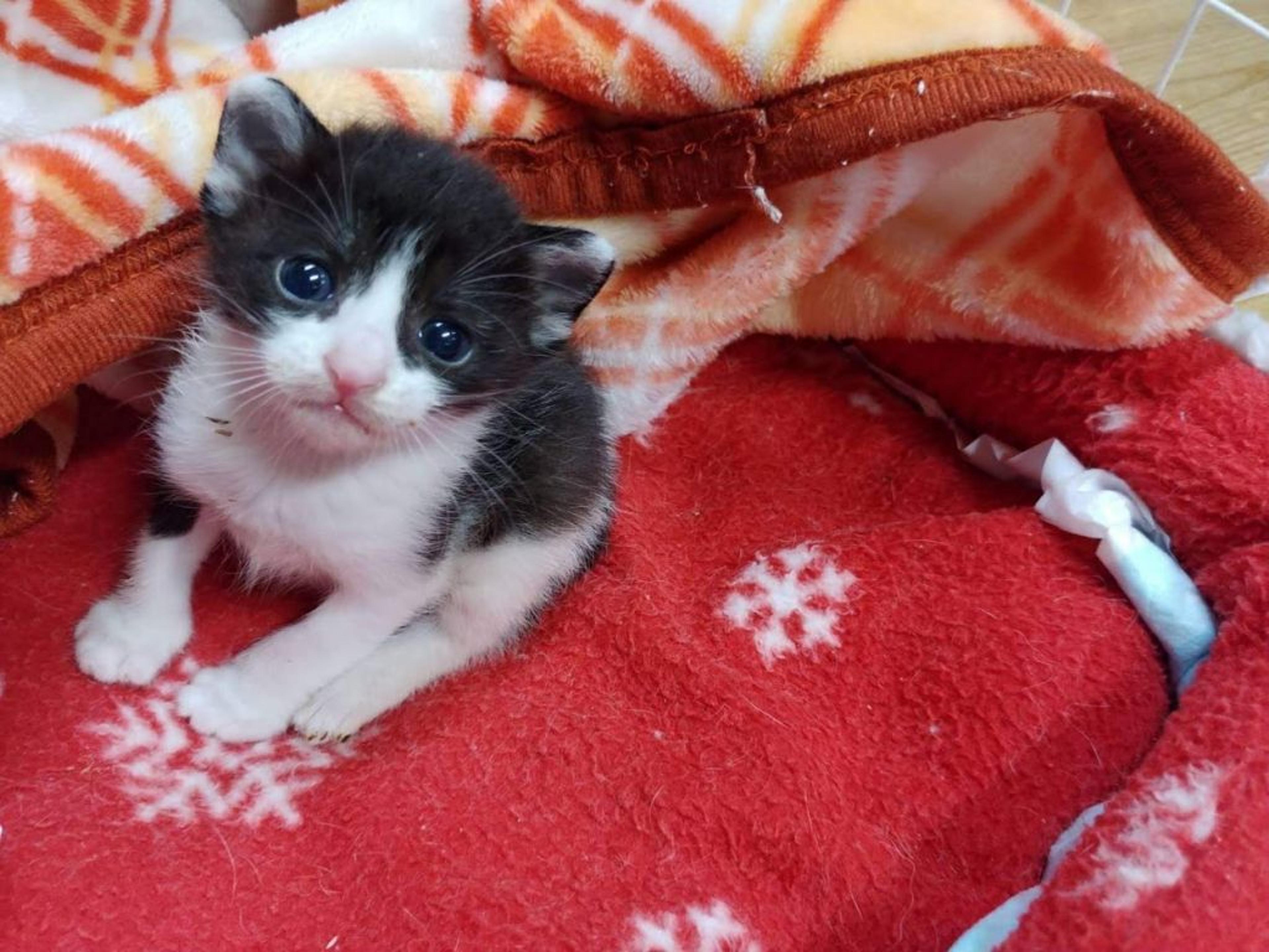 pet-image-2