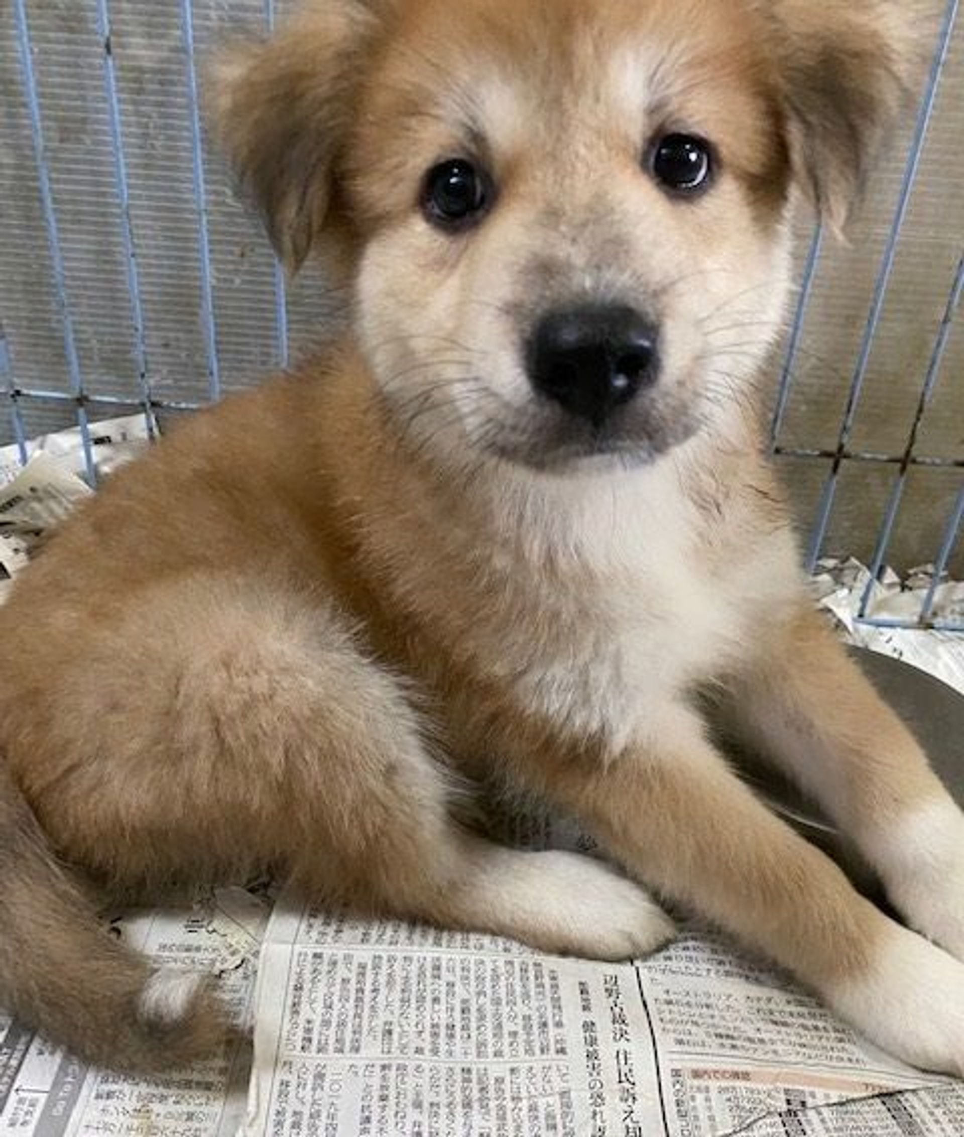 雑種（ミックス犬）・オスの里親募集の写真