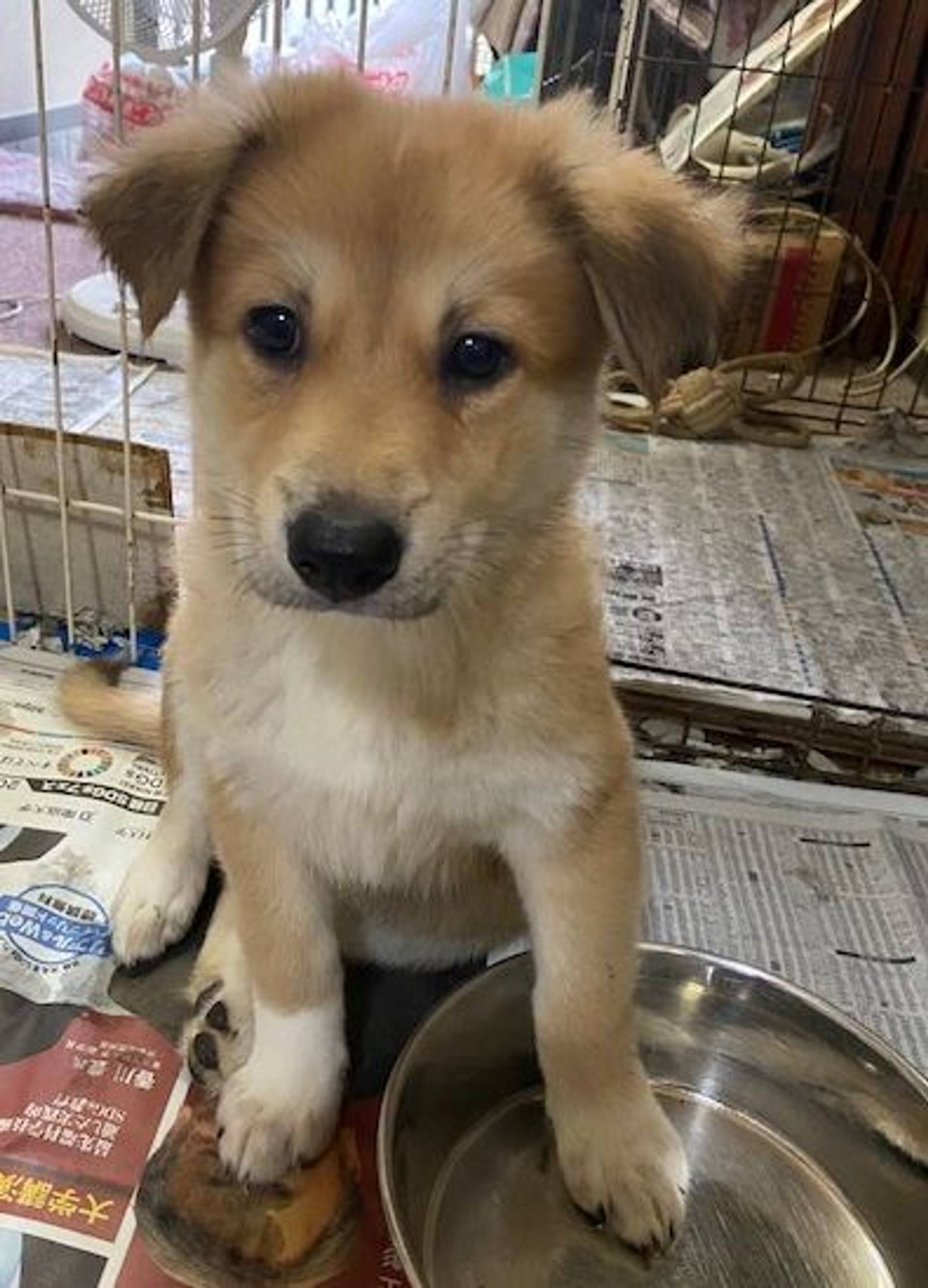雑種（ミックス犬）・オスの里親募集の写真