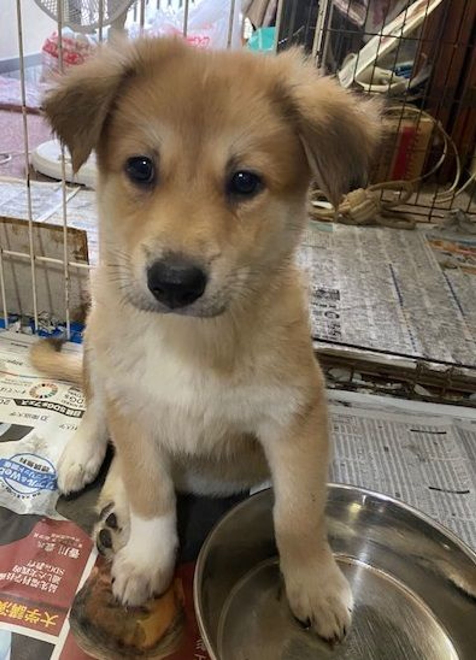 雑種（ミックス犬）・オスの里親募集の写真
