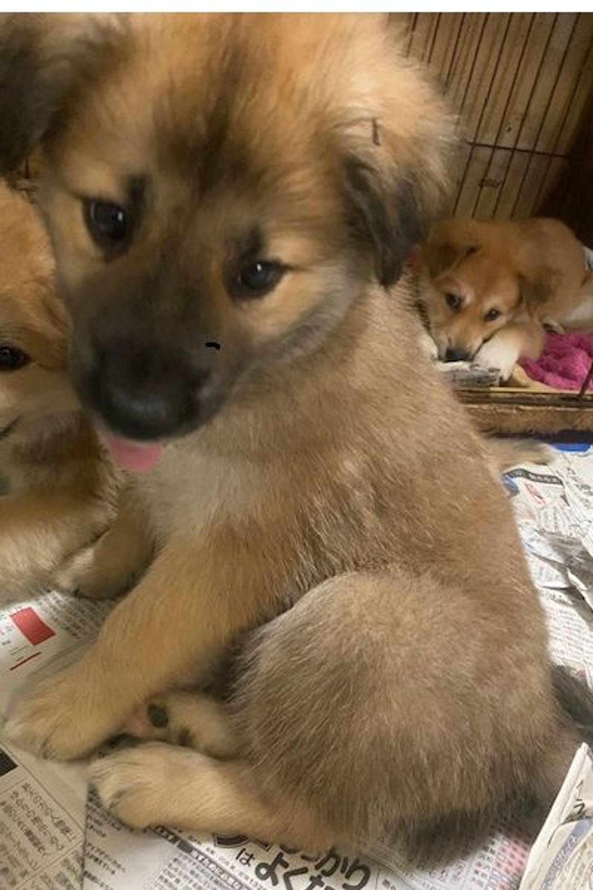 雑種（ミックス犬）・メスの里親募集の写真