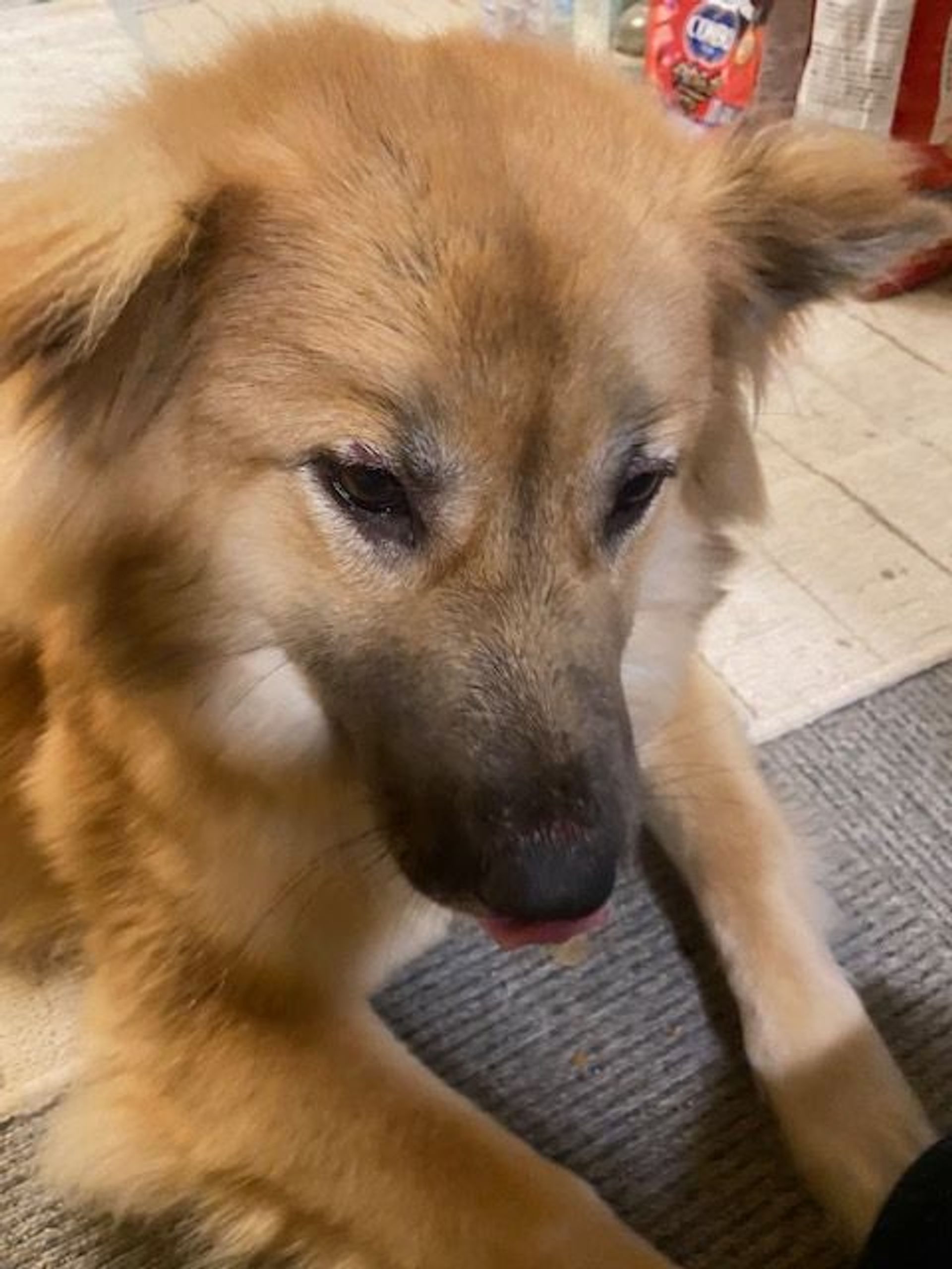 雑種（ミックス犬）・メスの里親募集の写真