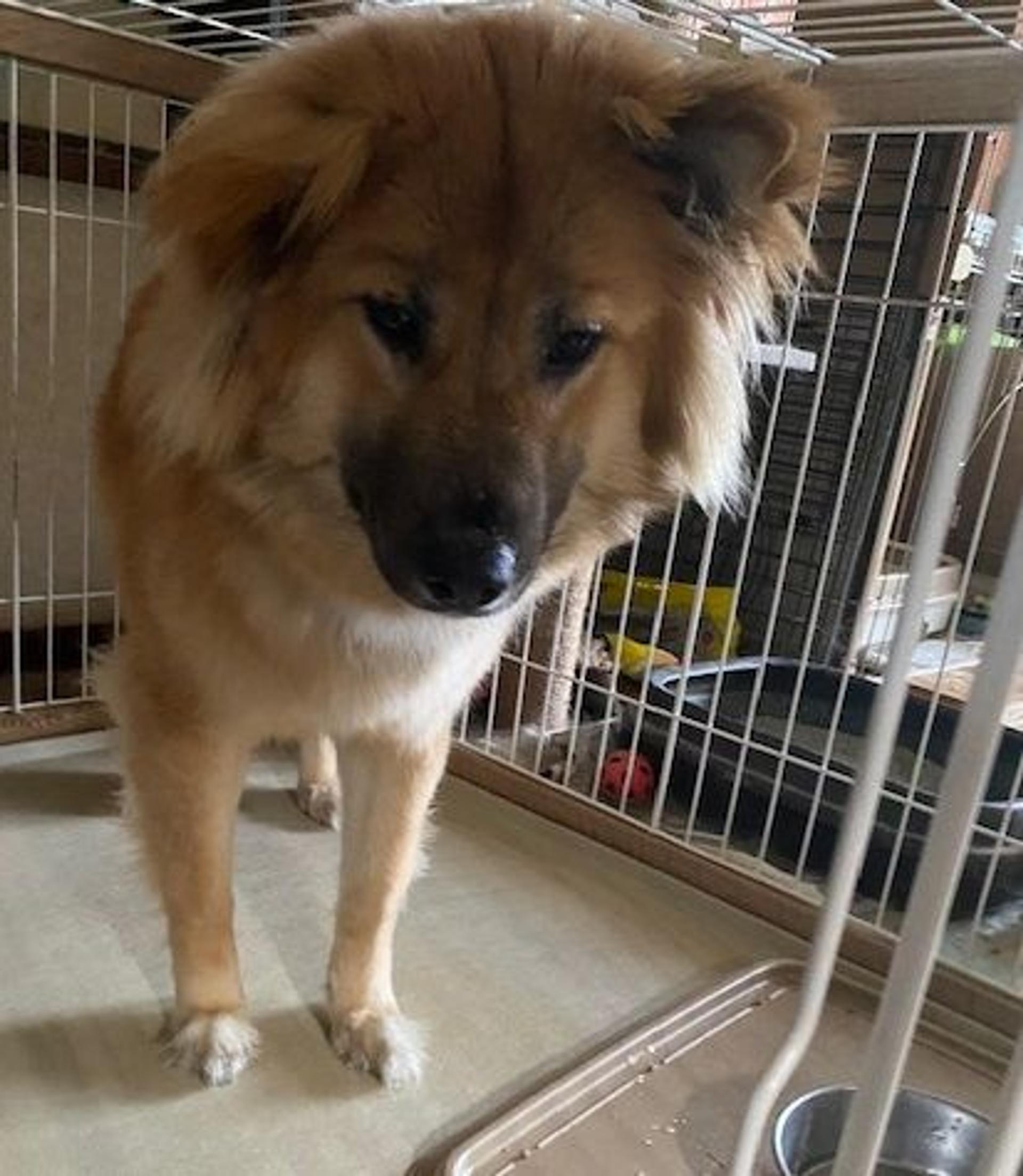 pet-image-2