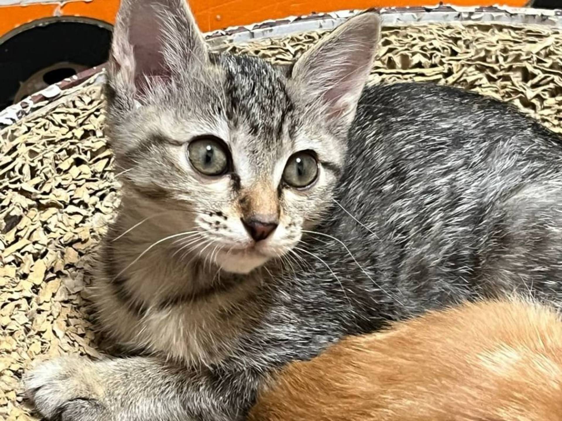 雑種（ミックス猫）・メスの里親募集の写真