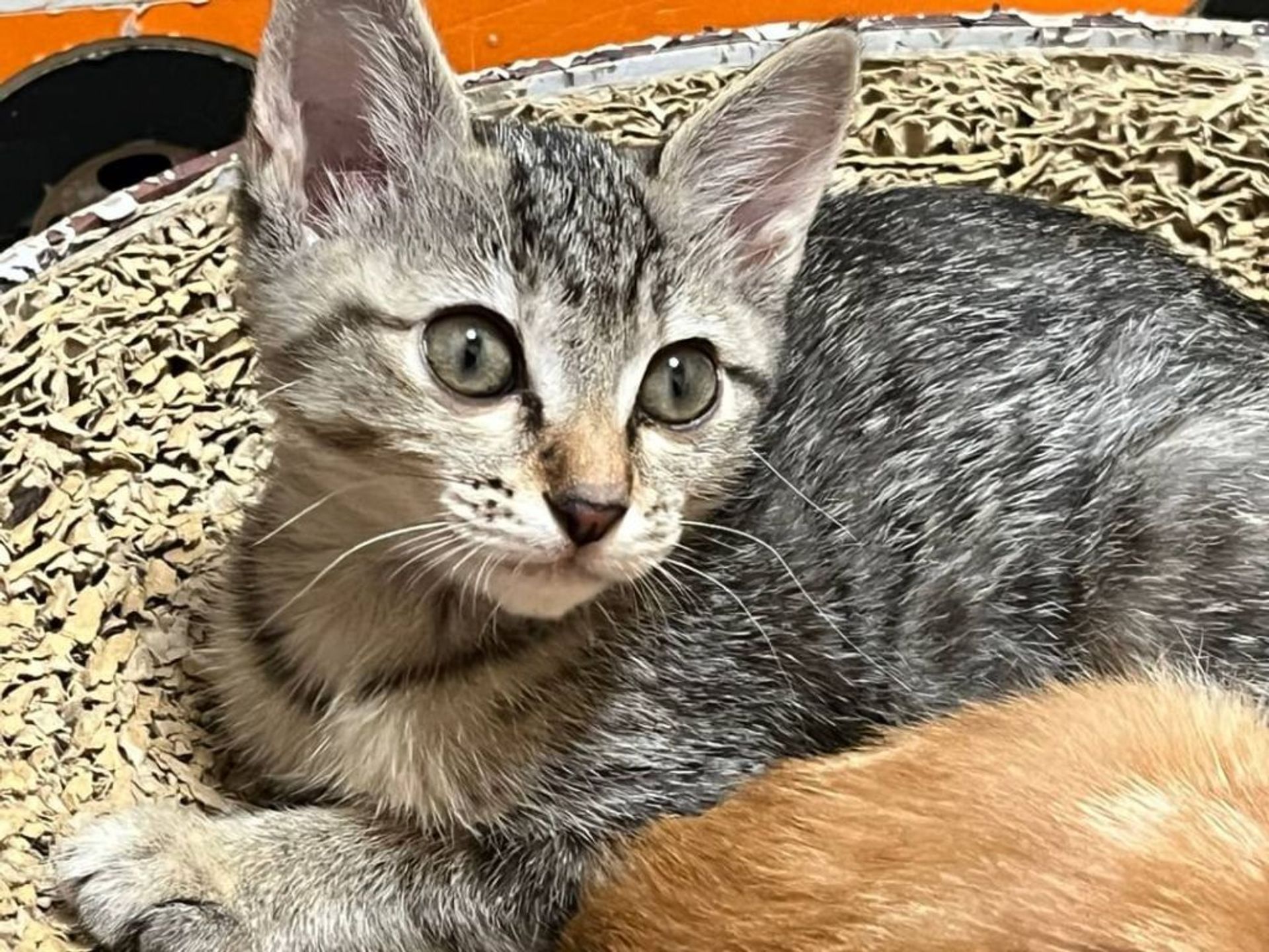 雑種（ミックス猫）・メスの里親募集の写真