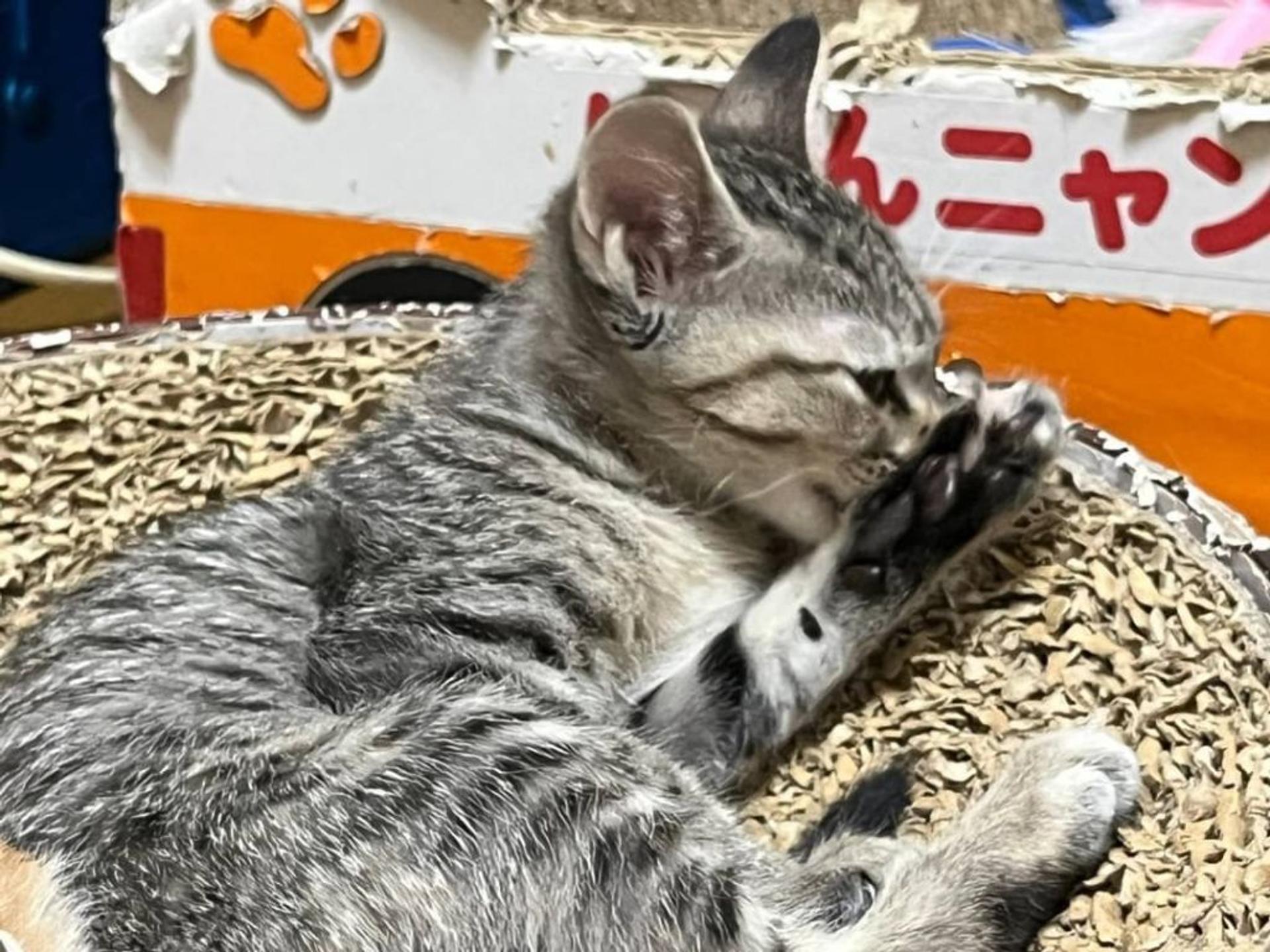 pet-image-2