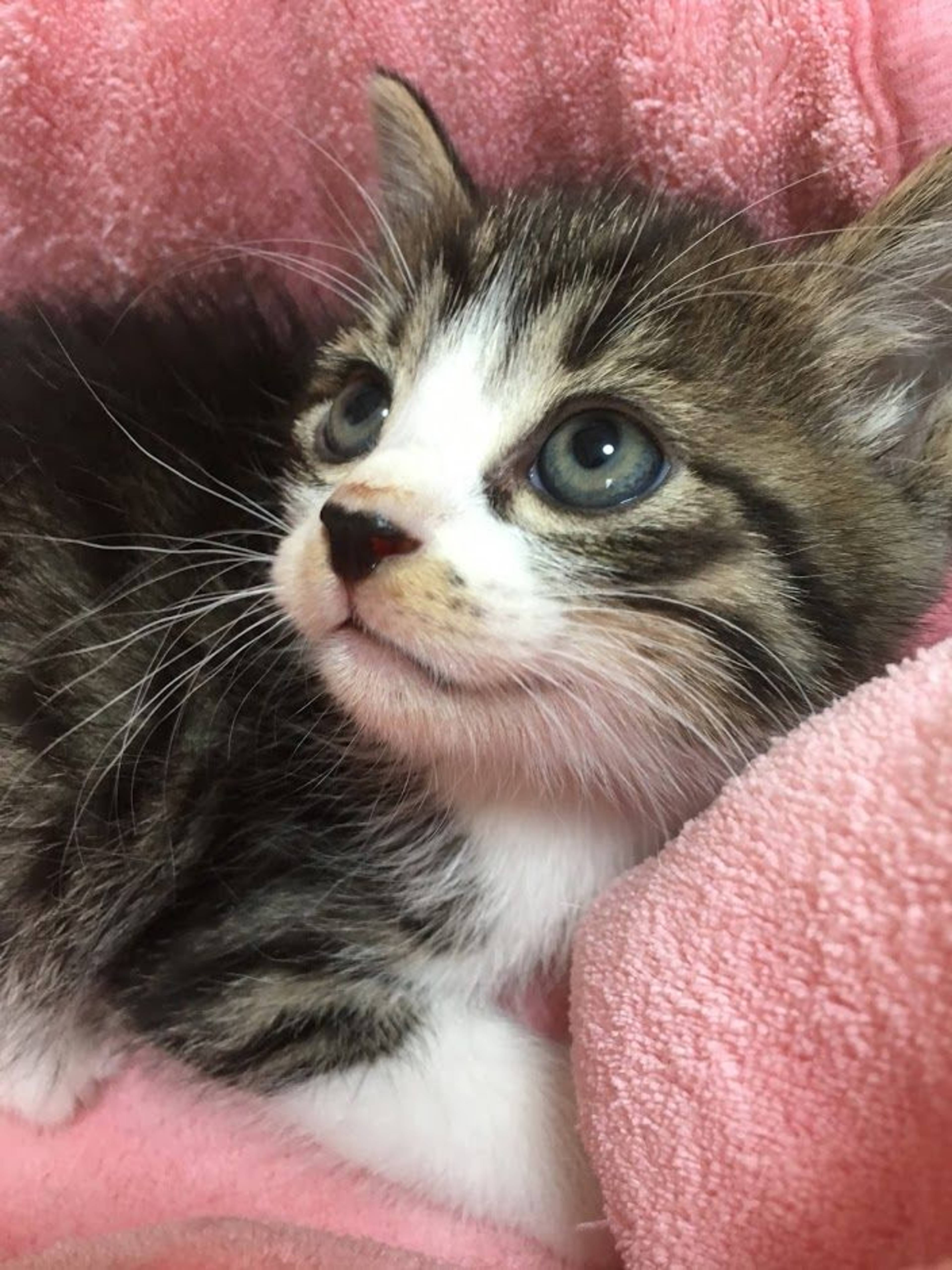 雑種（ミックス猫）・オスの里親募集の写真