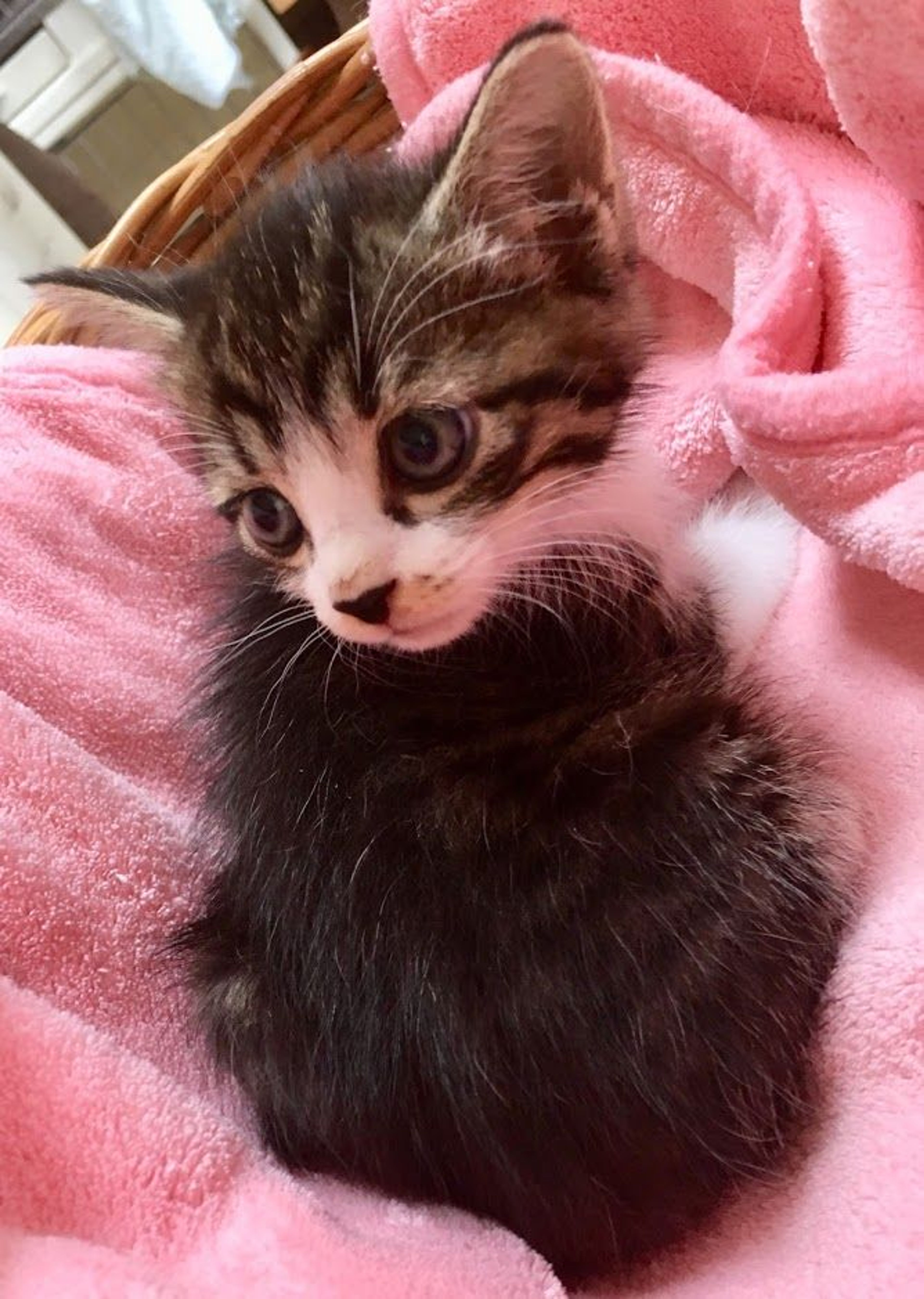 pet-image-3