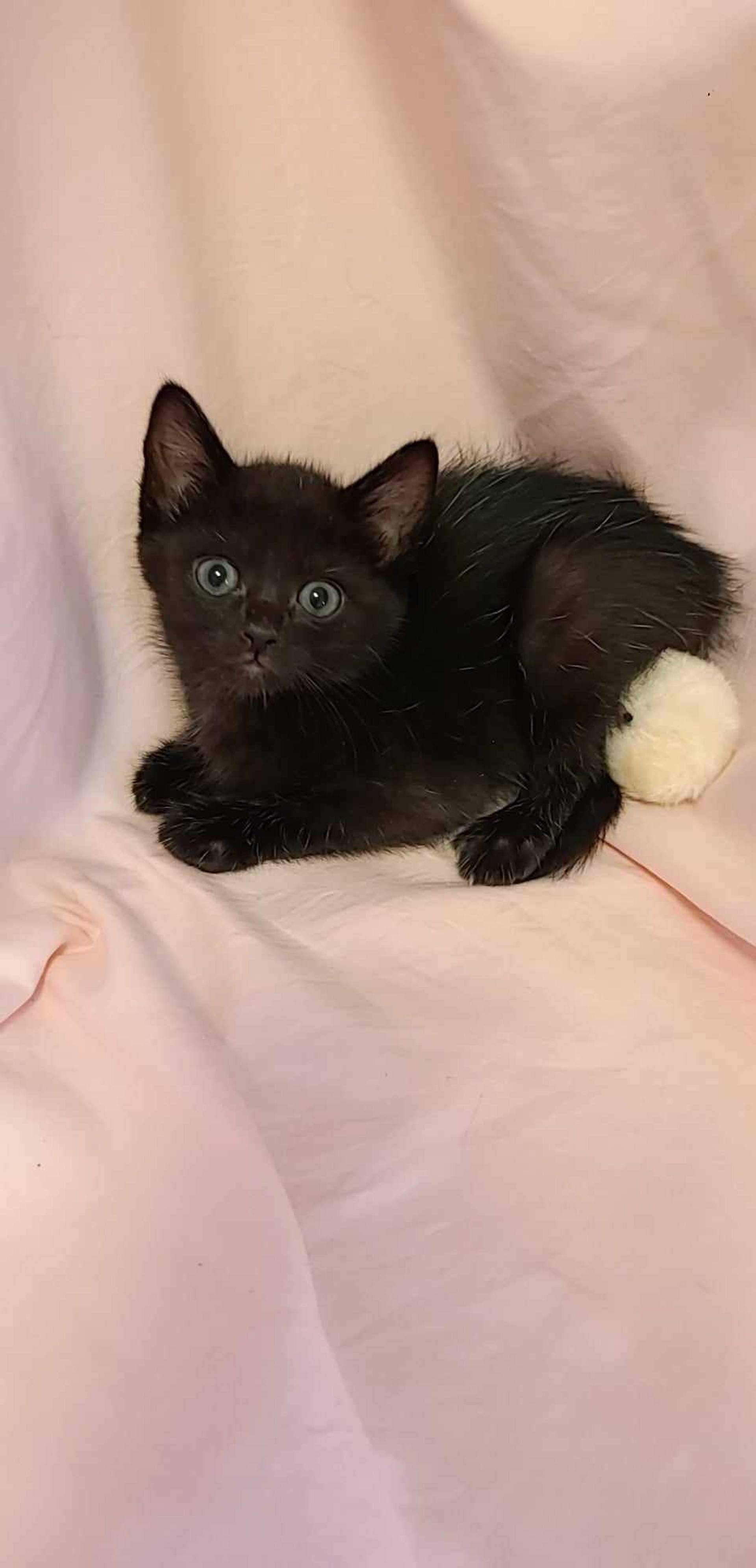 雑種（ミックス猫）・オスの里親募集の写真
