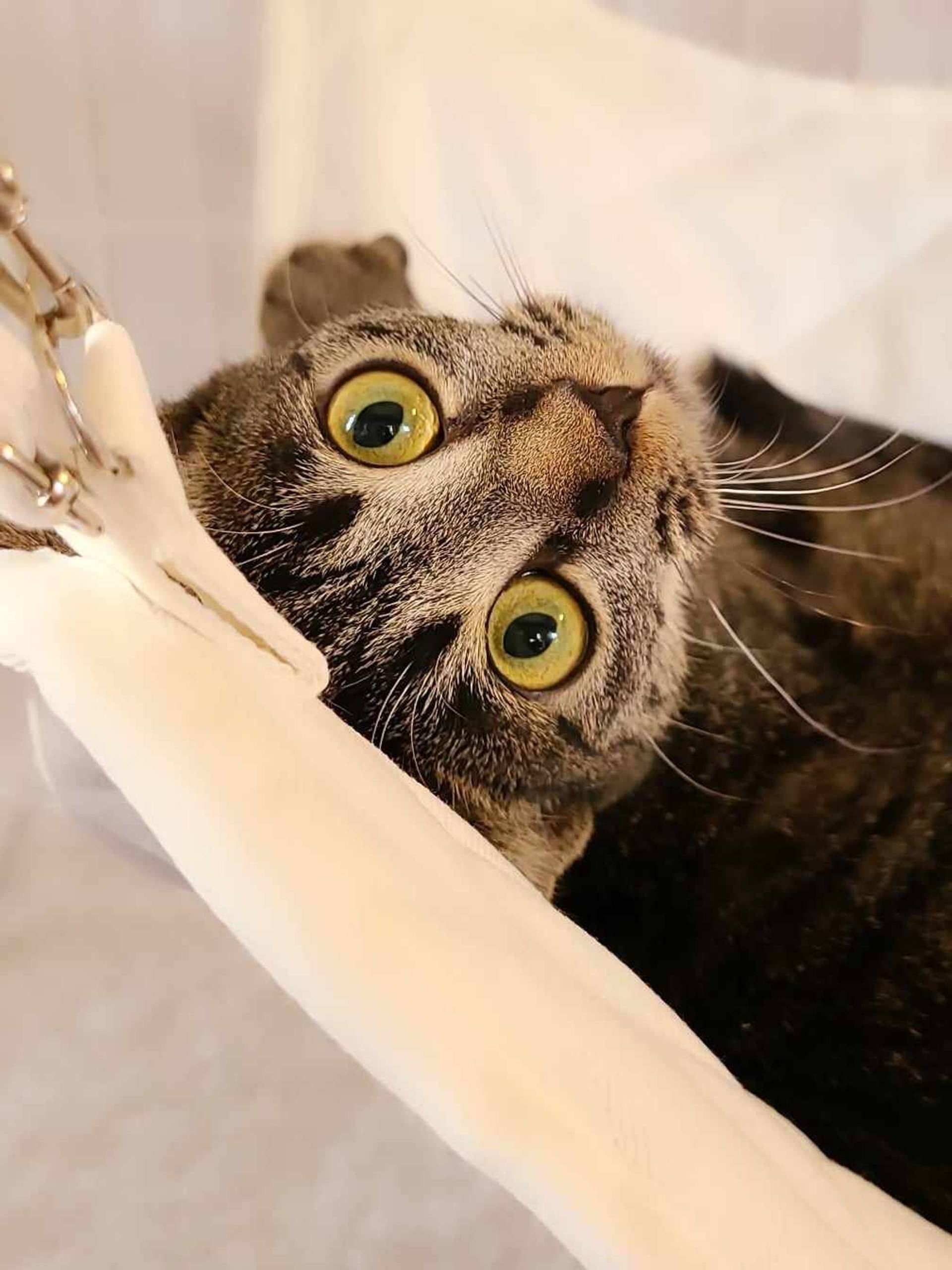 雑種（ミックス猫）・メスの里親募集の写真