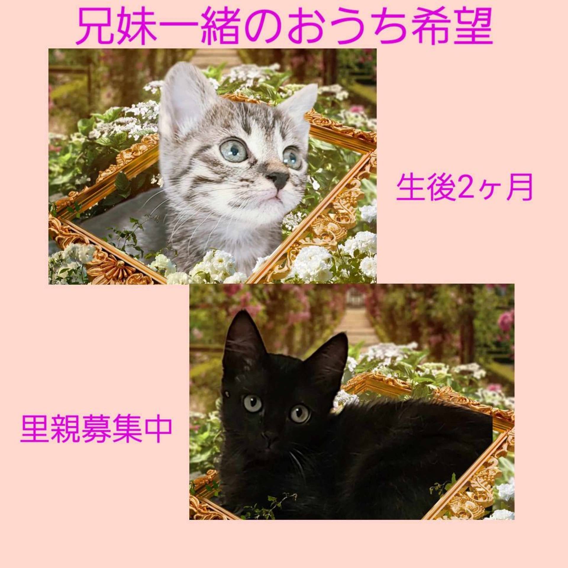 雑種（ミックス猫）・オスの里親募集の写真