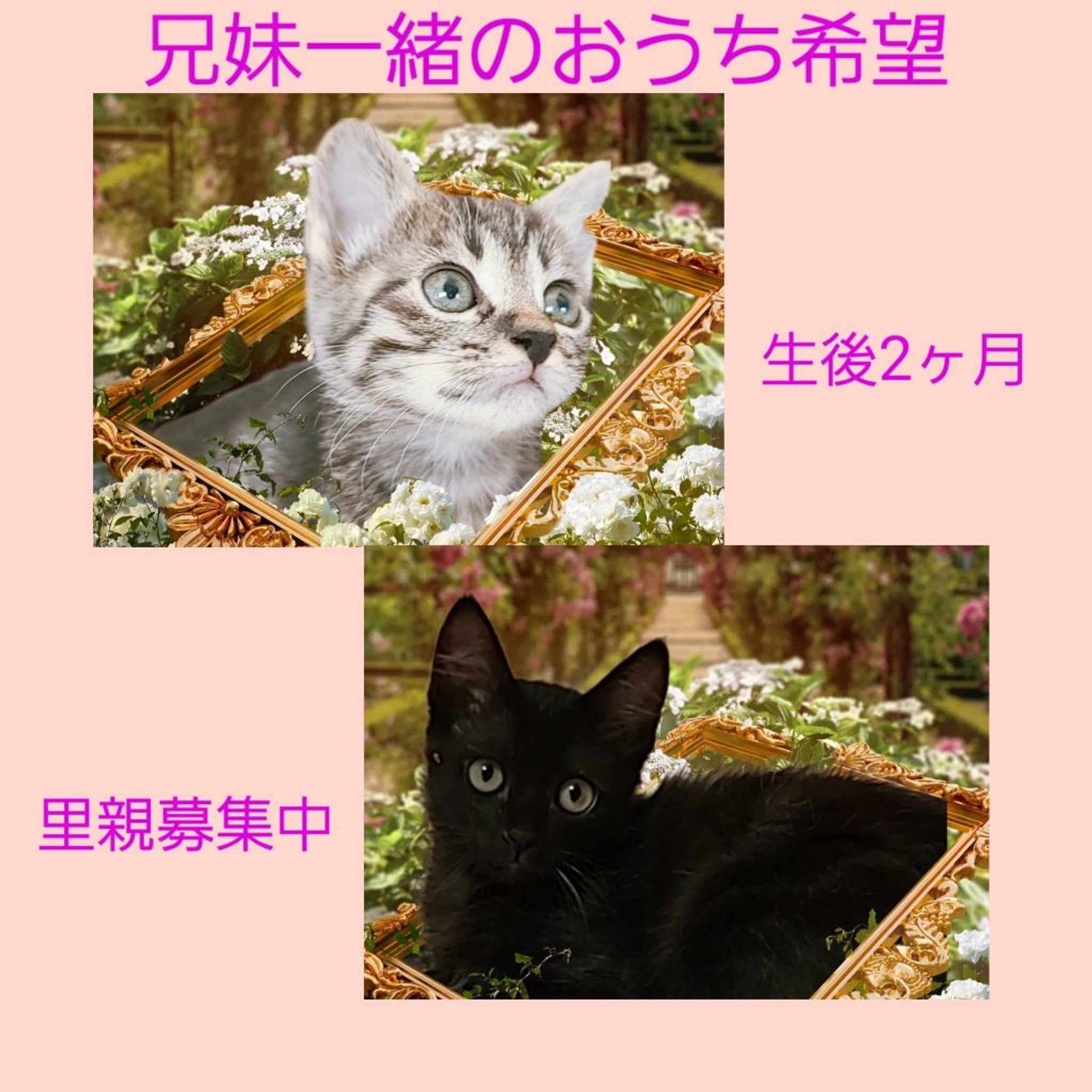 雑種（ミックス猫）・オスの里親募集の写真