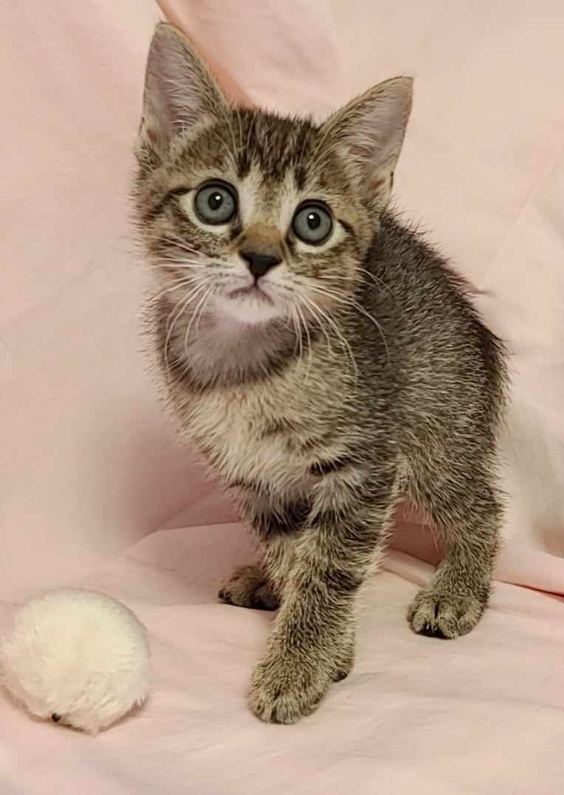 雑種（ミックス猫）・メスの里親募集の写真