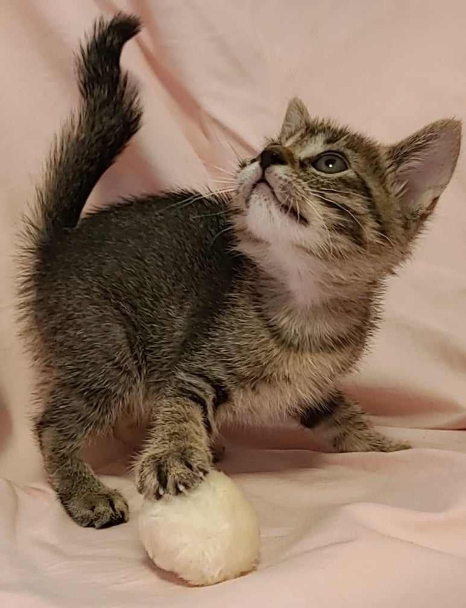pet-image-3