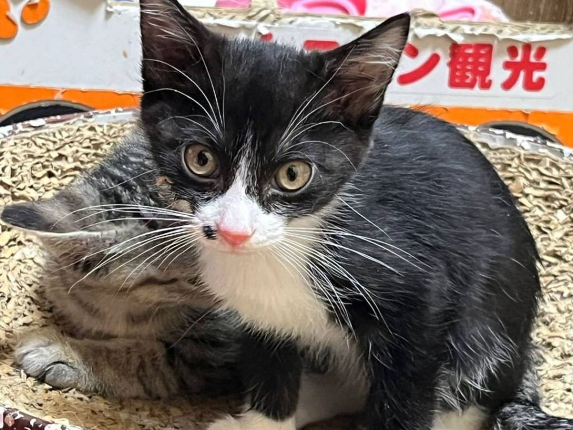 雑種（ミックス猫）・メスの里親募集の写真