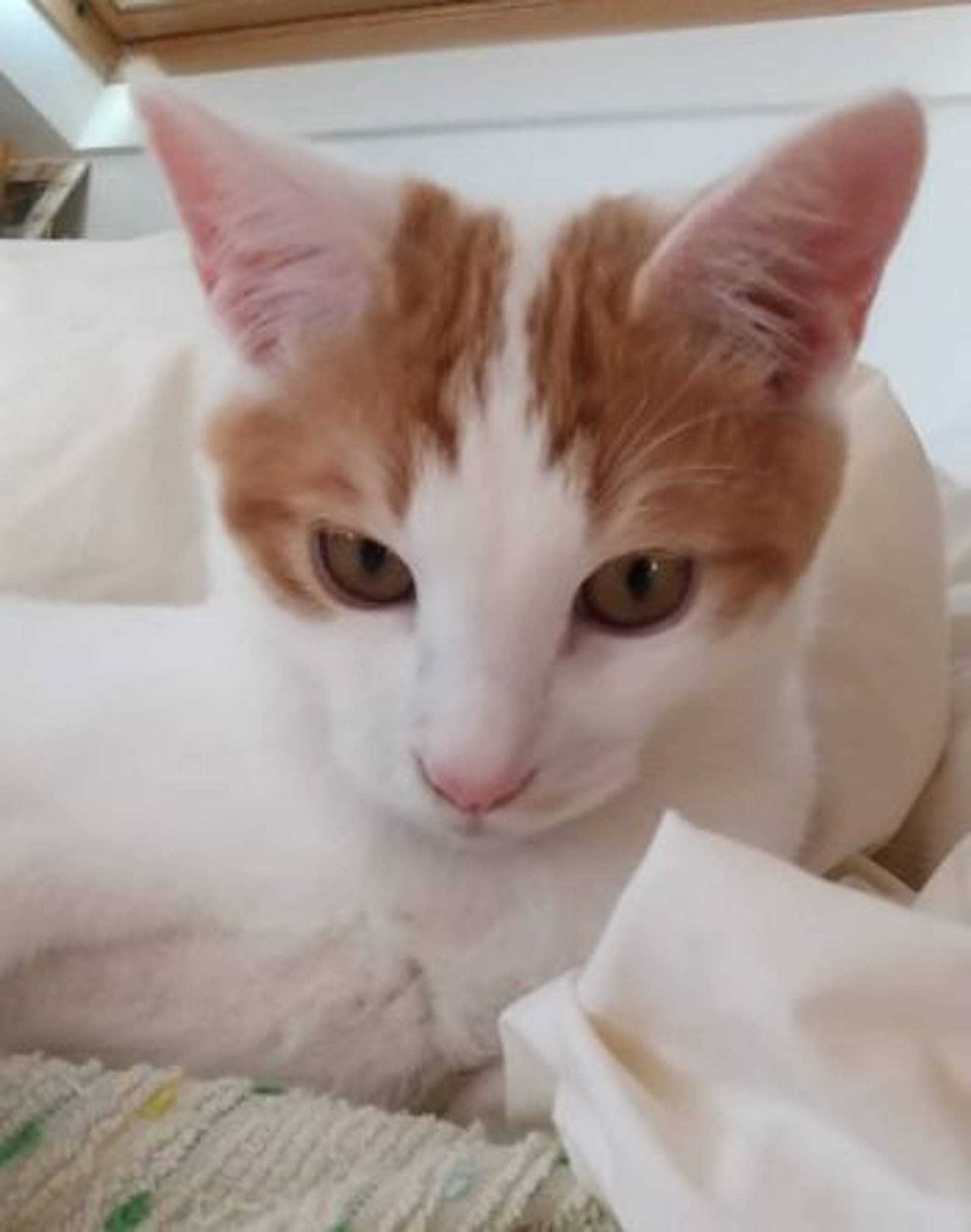 雑種（ミックス猫）・オスの里親募集の写真