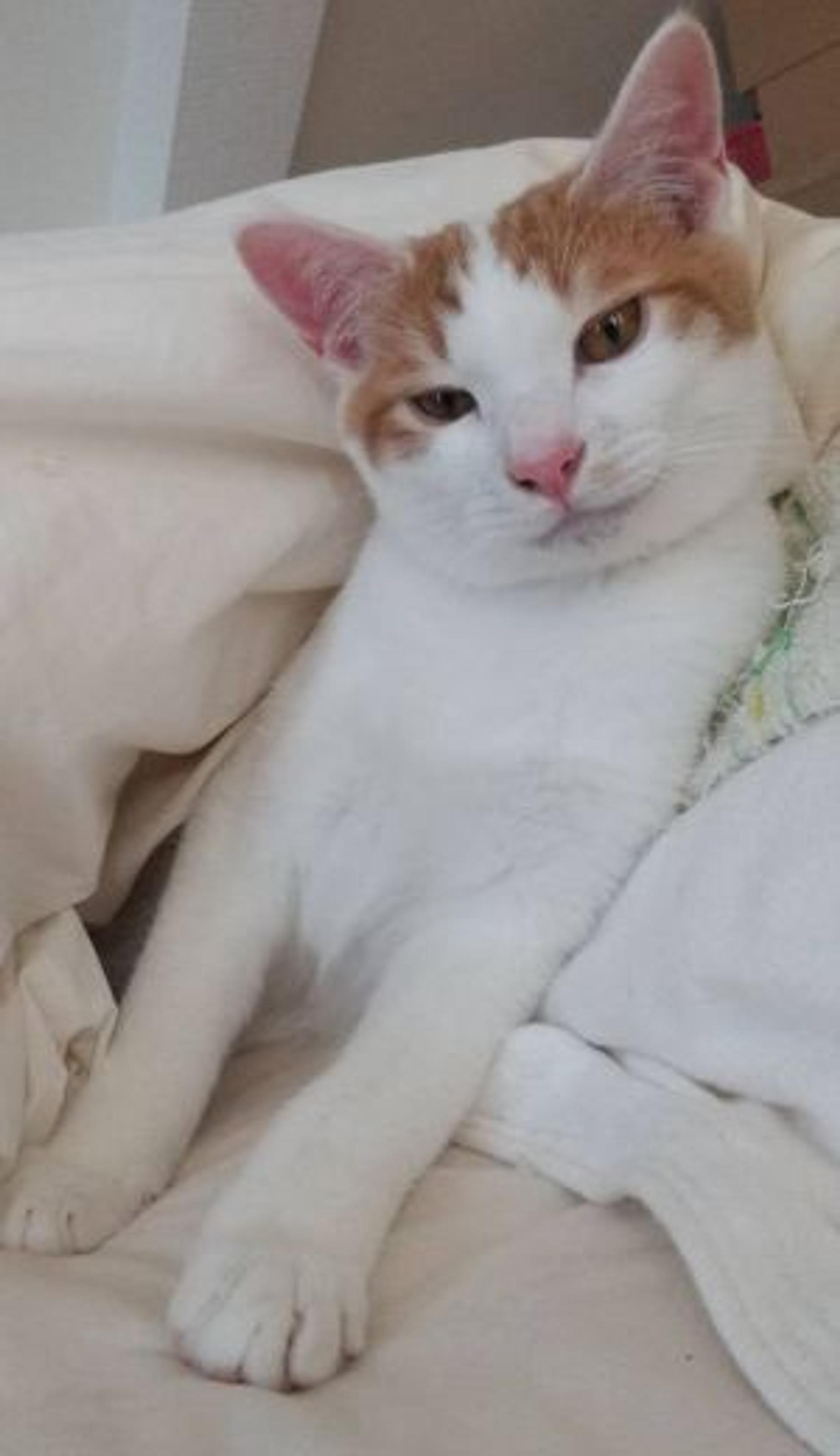 pet-image-2