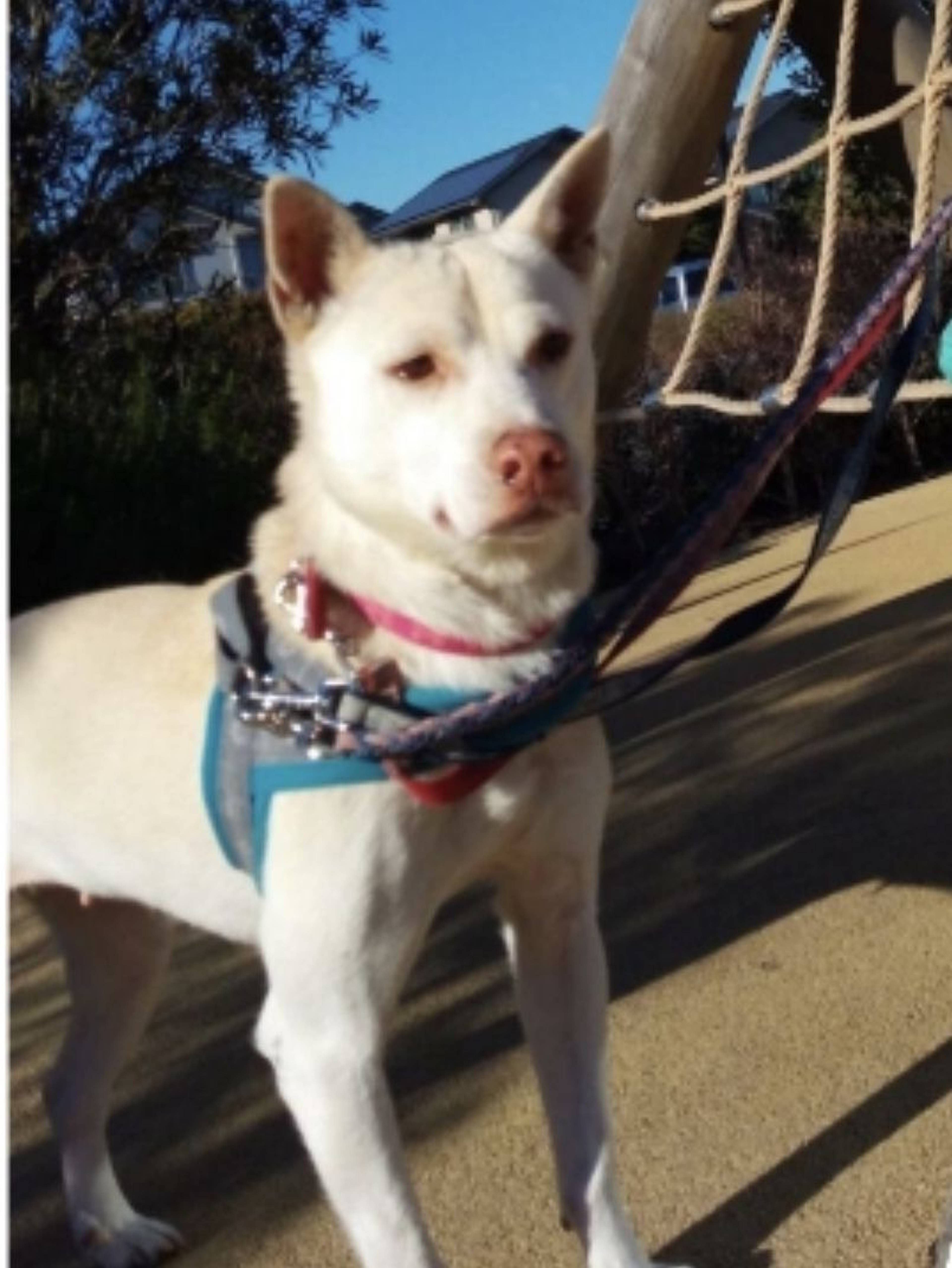 雑種（ミックス犬）・メスの里親募集の写真