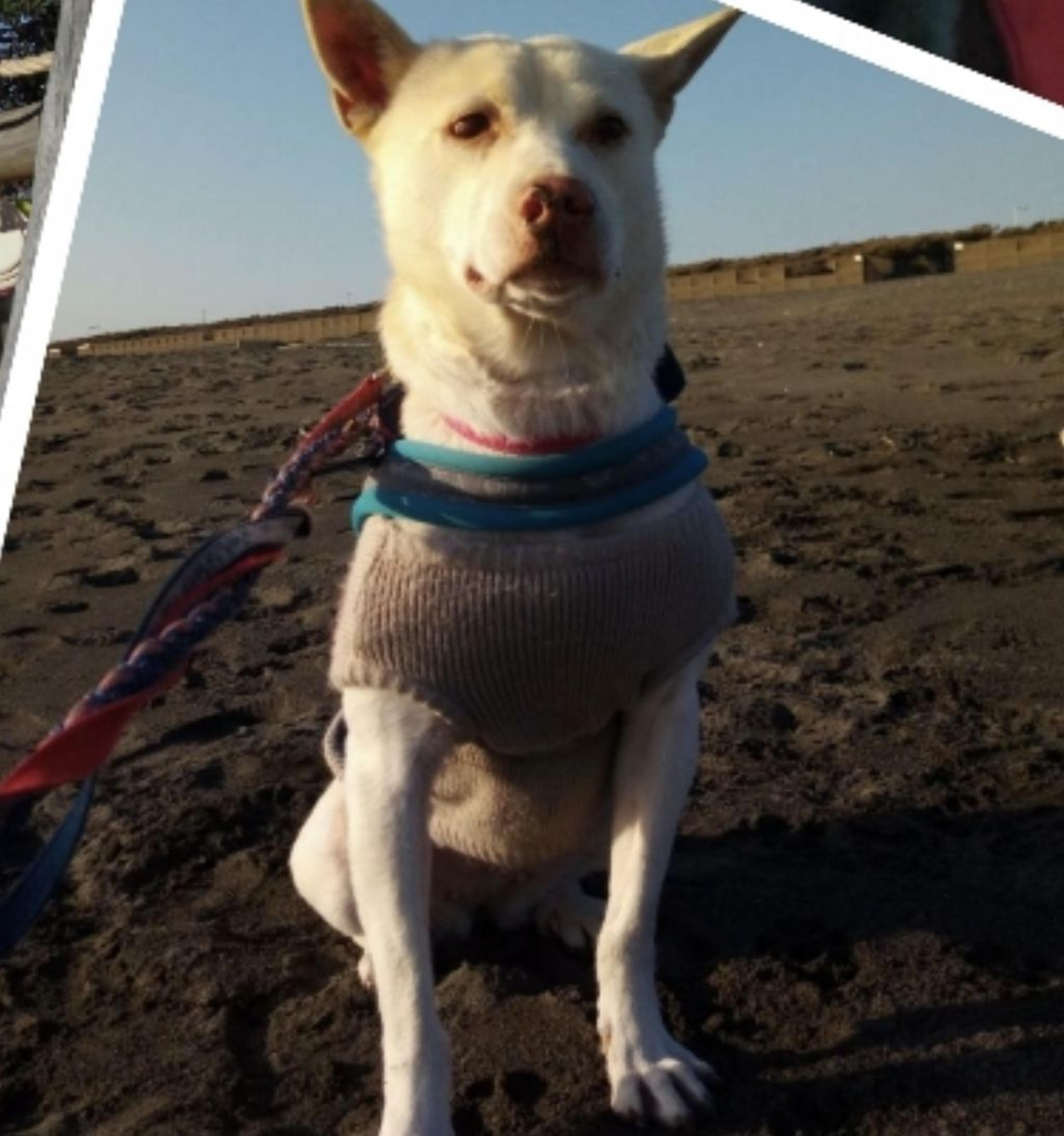pet-image-3