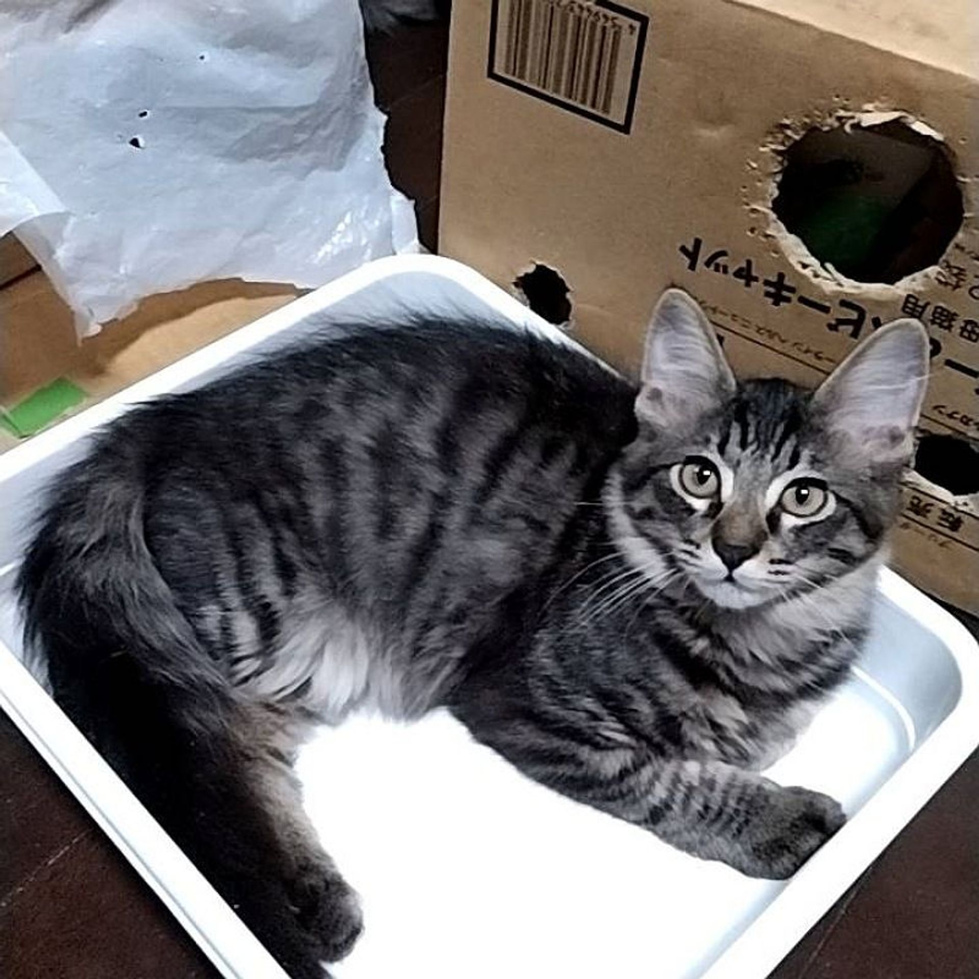 雑種（ミックス猫）・オスの里親募集の写真