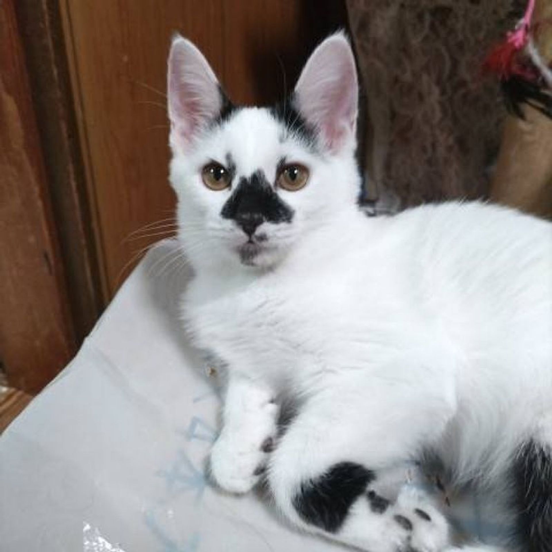 雑種（ミックス猫）・メスの里親募集の写真