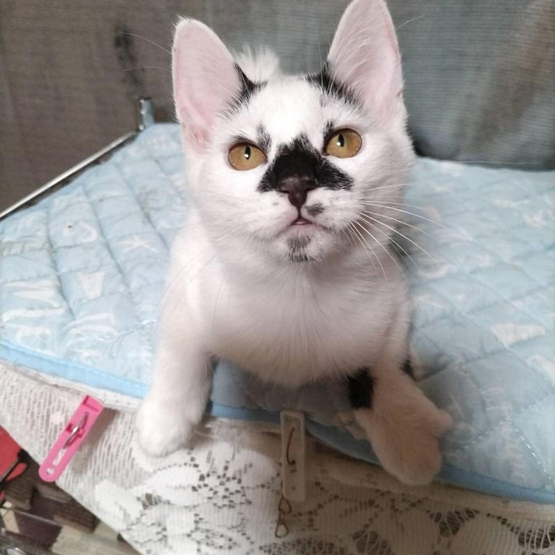 pet-image-4