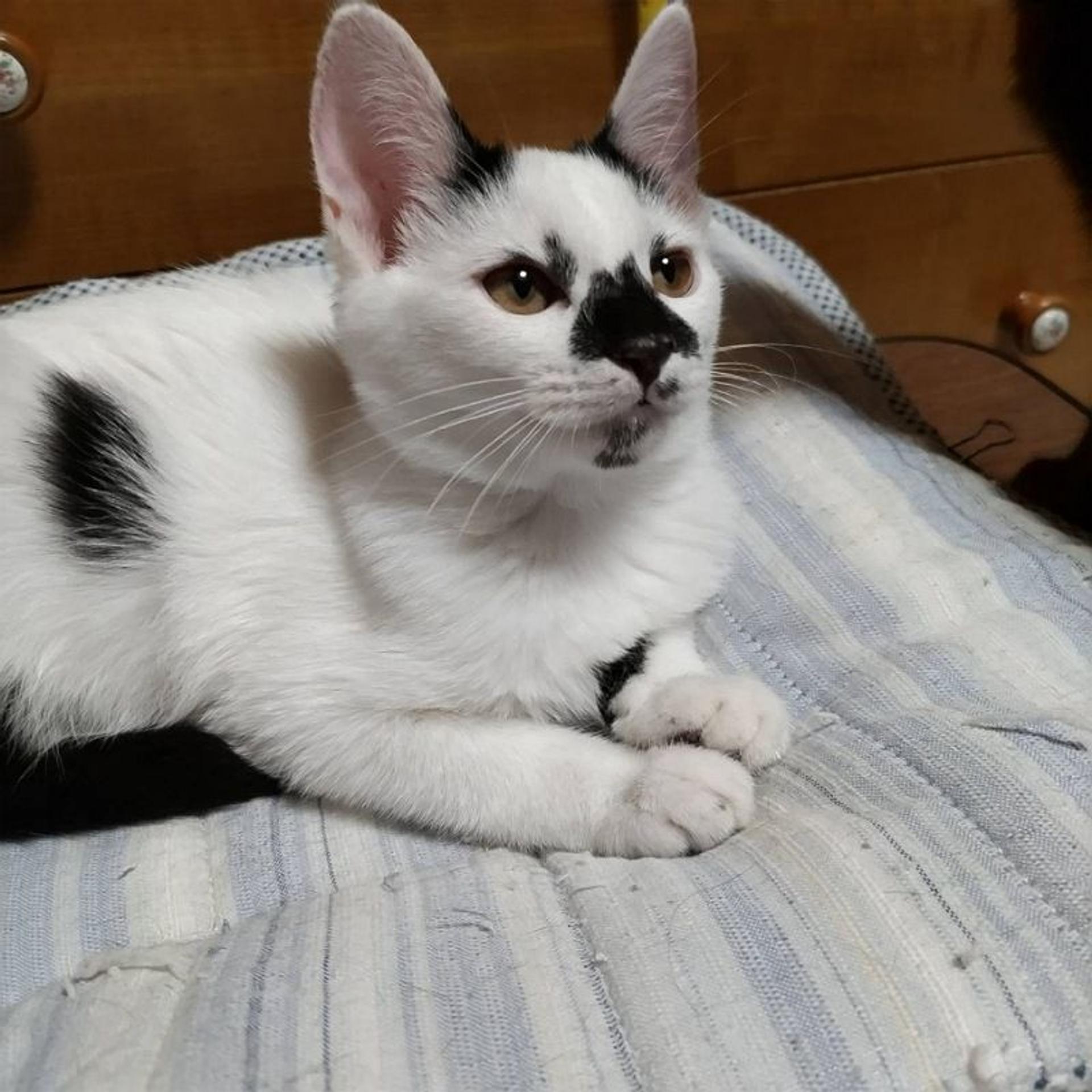 pet-image-5