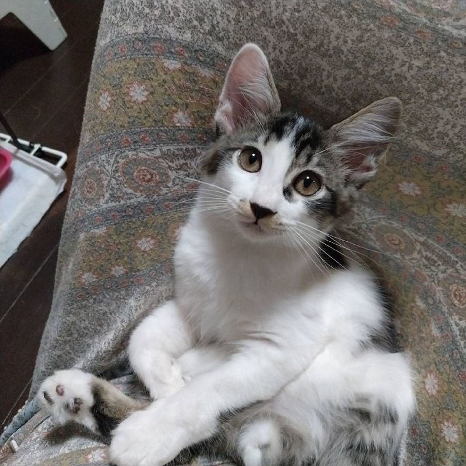 雑種（ミックス猫）・オスの里親募集の写真