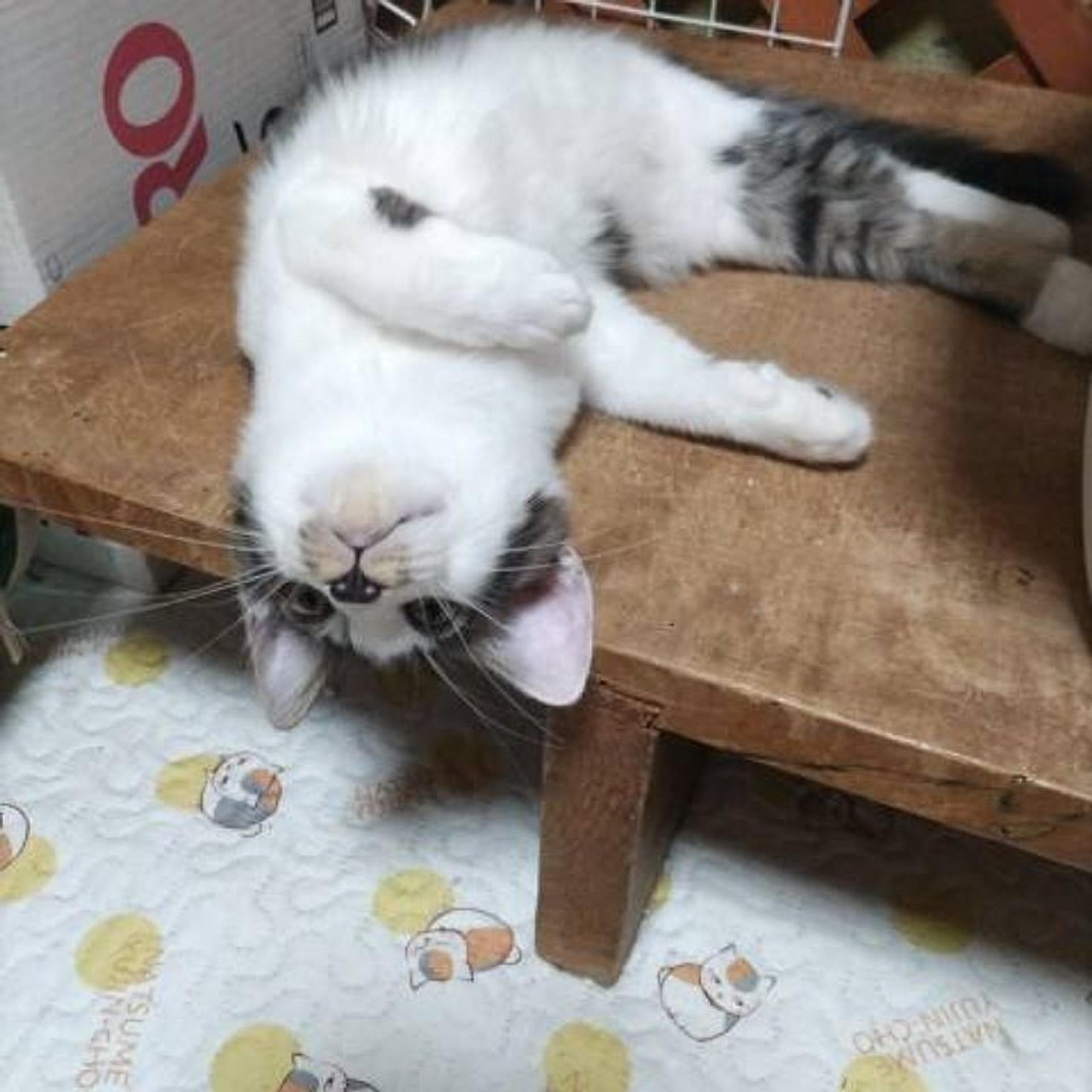 pet-image-4