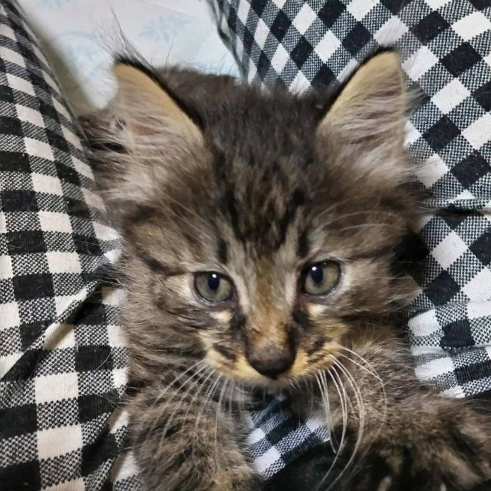 雑種（ミックス猫）・オスの里親募集の写真
