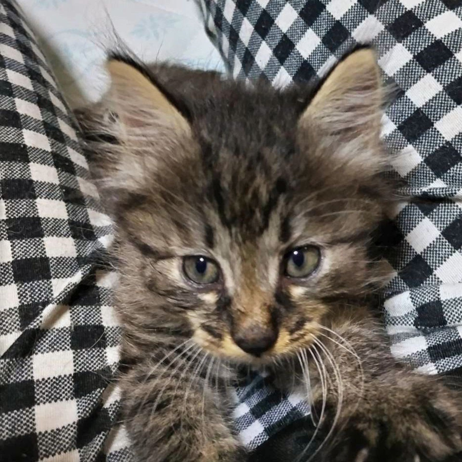 雑種（ミックス猫）・オスの里親募集の写真