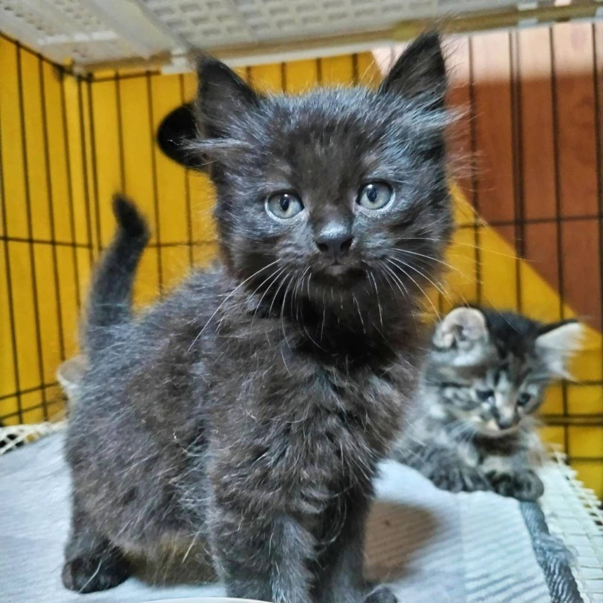 雑種（ミックス猫）・メスの里親募集の写真
