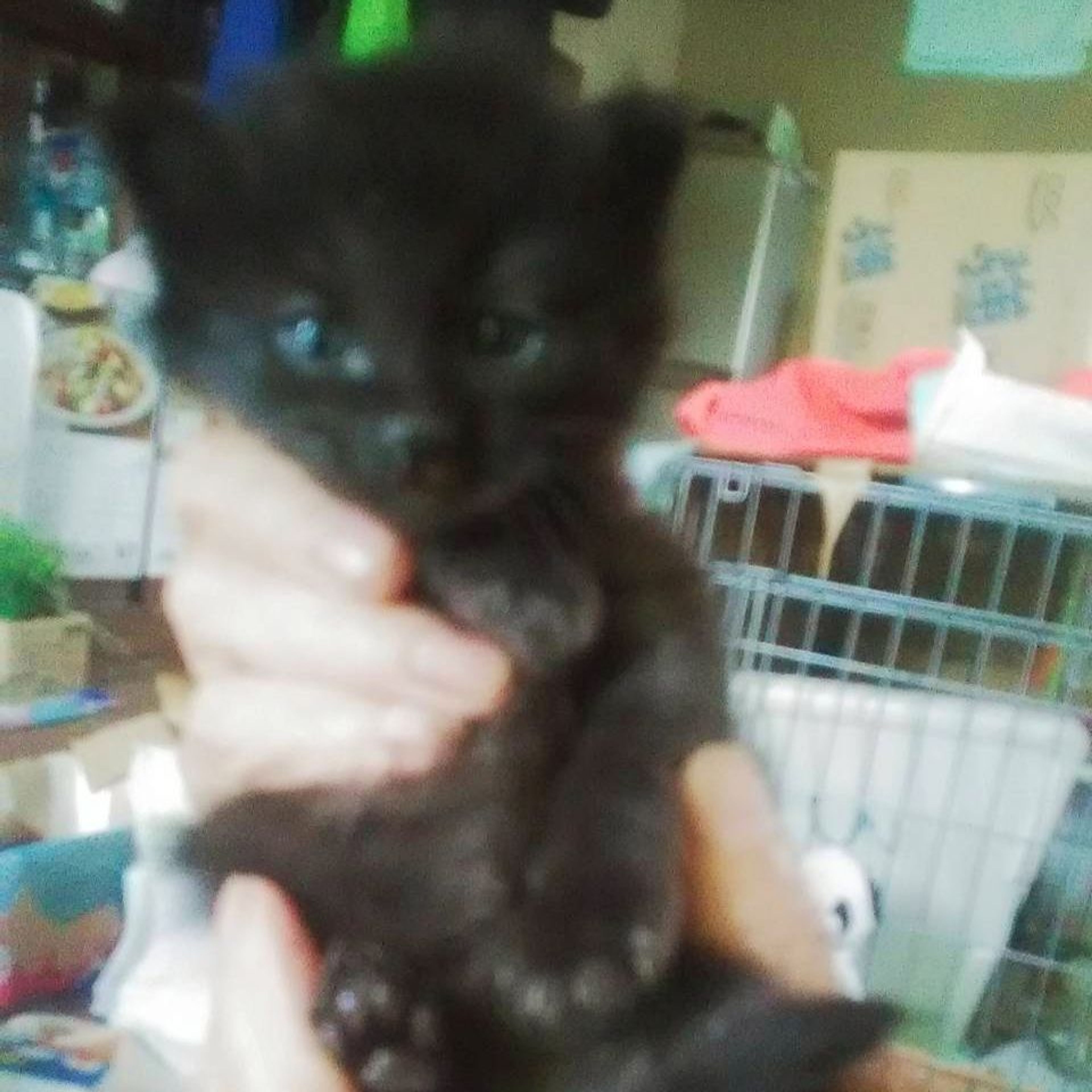 pet-image-5
