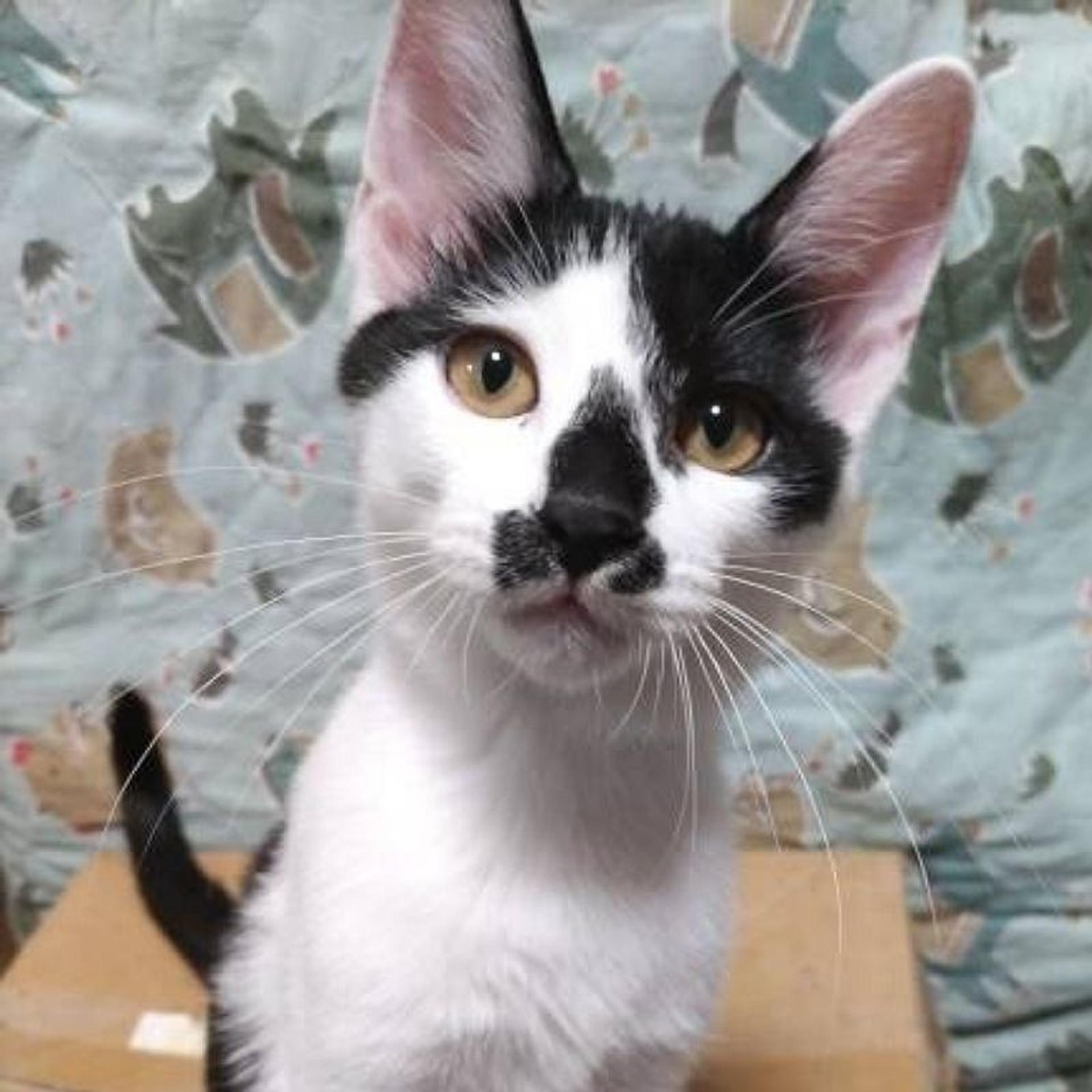 pet-image-2