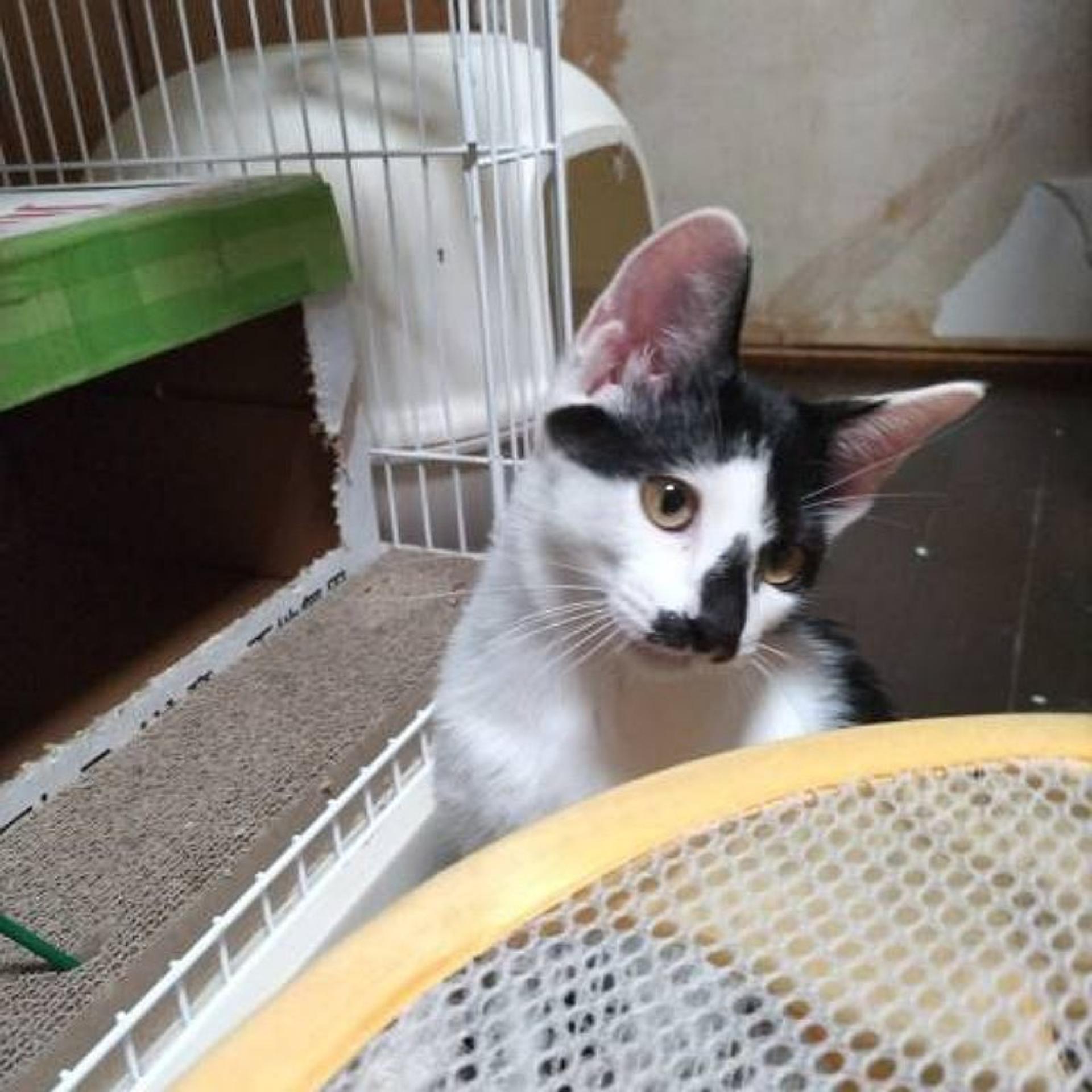 pet-image-5