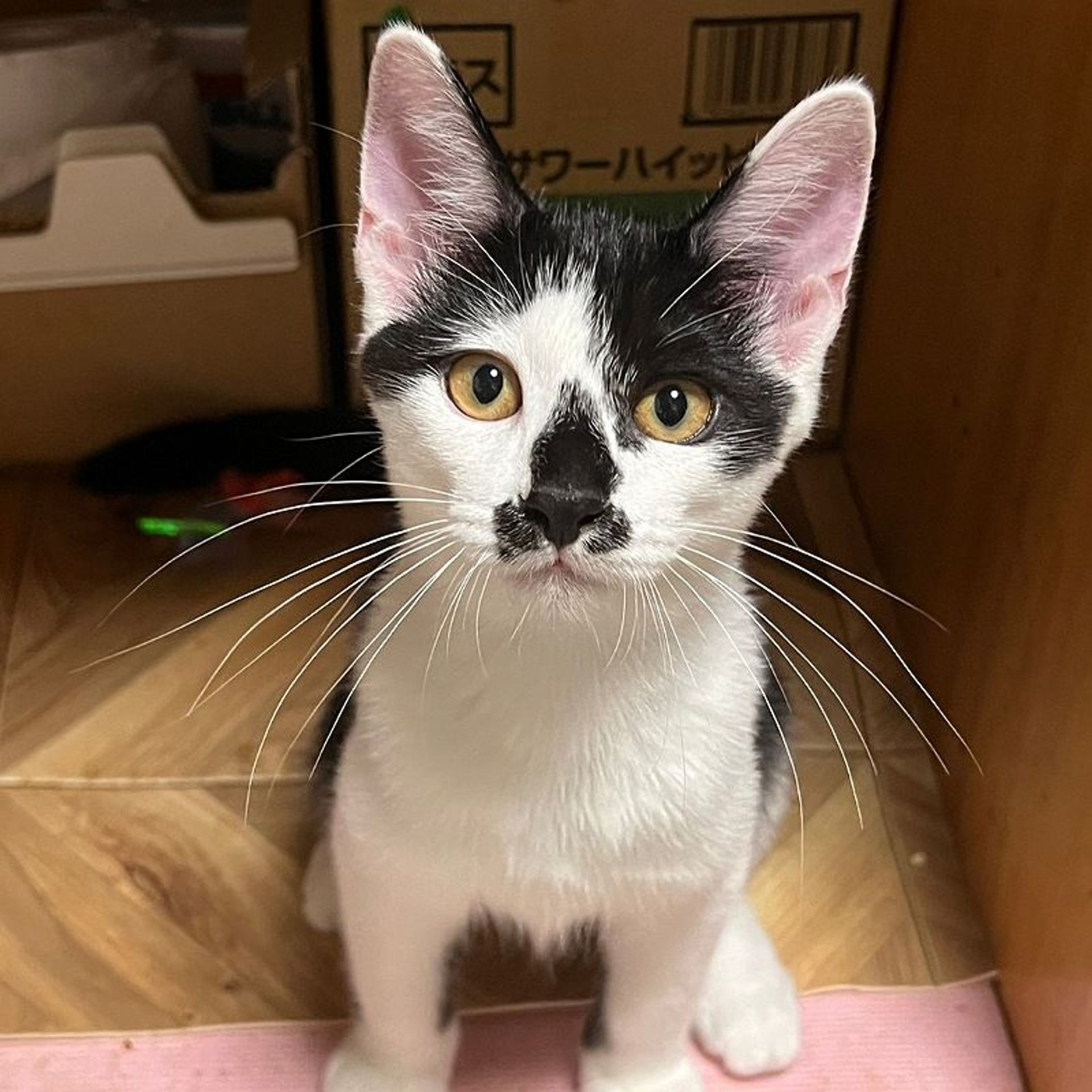 雑種（ミックス猫）・オスの里親募集の写真