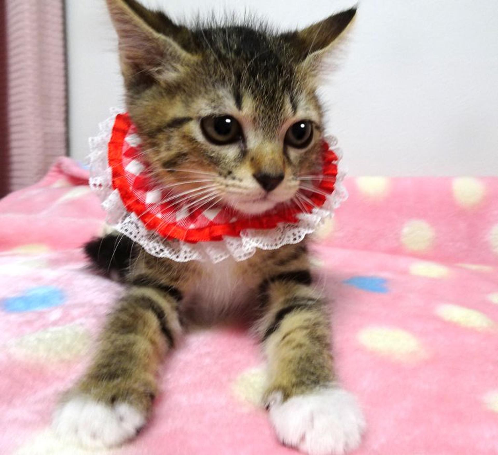 pet-image-4
