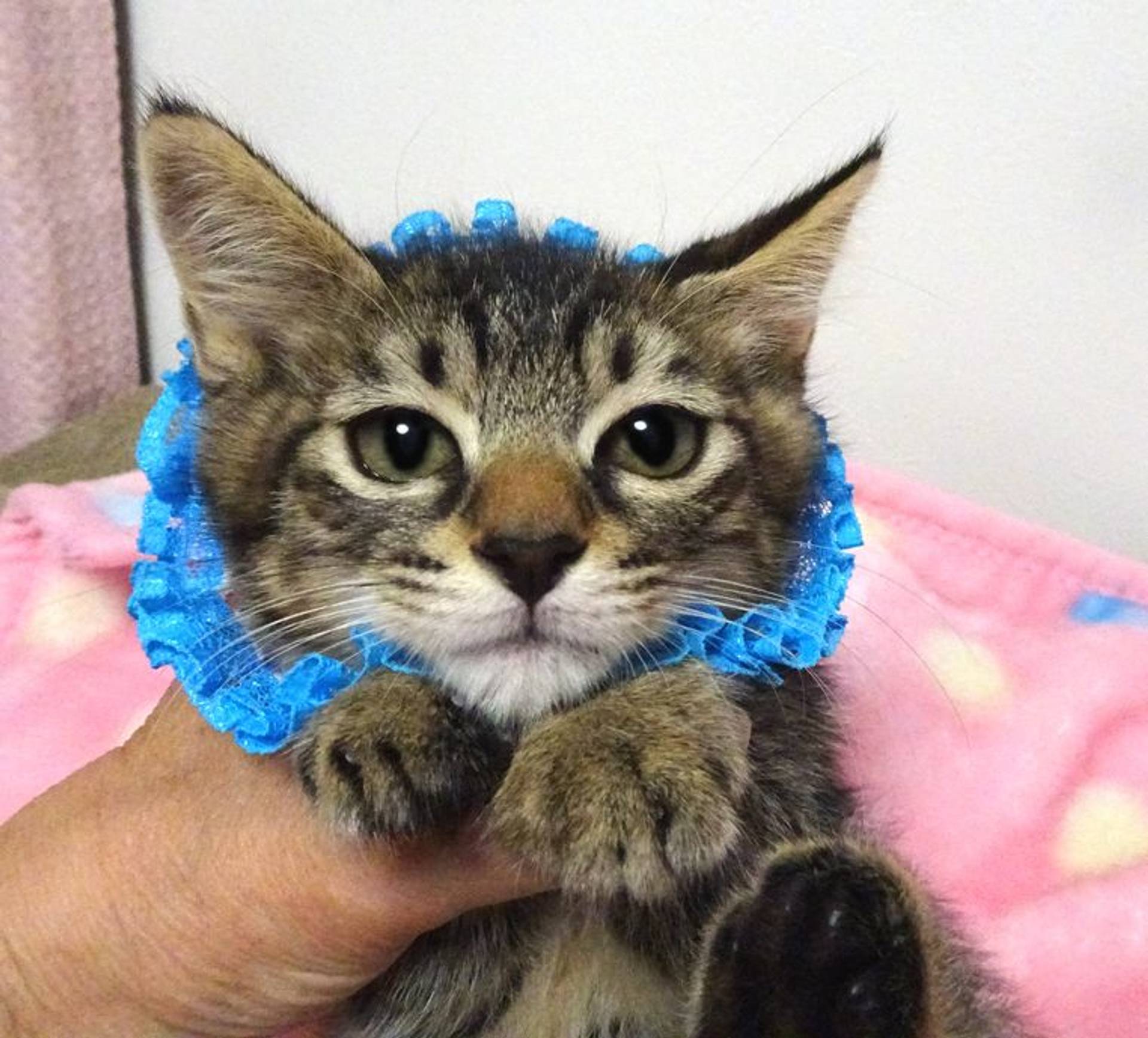 雑種（ミックス猫）・オスの里親募集の写真