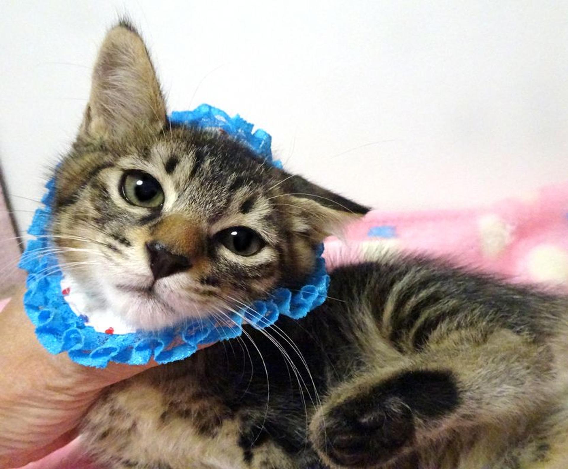 pet-image-3