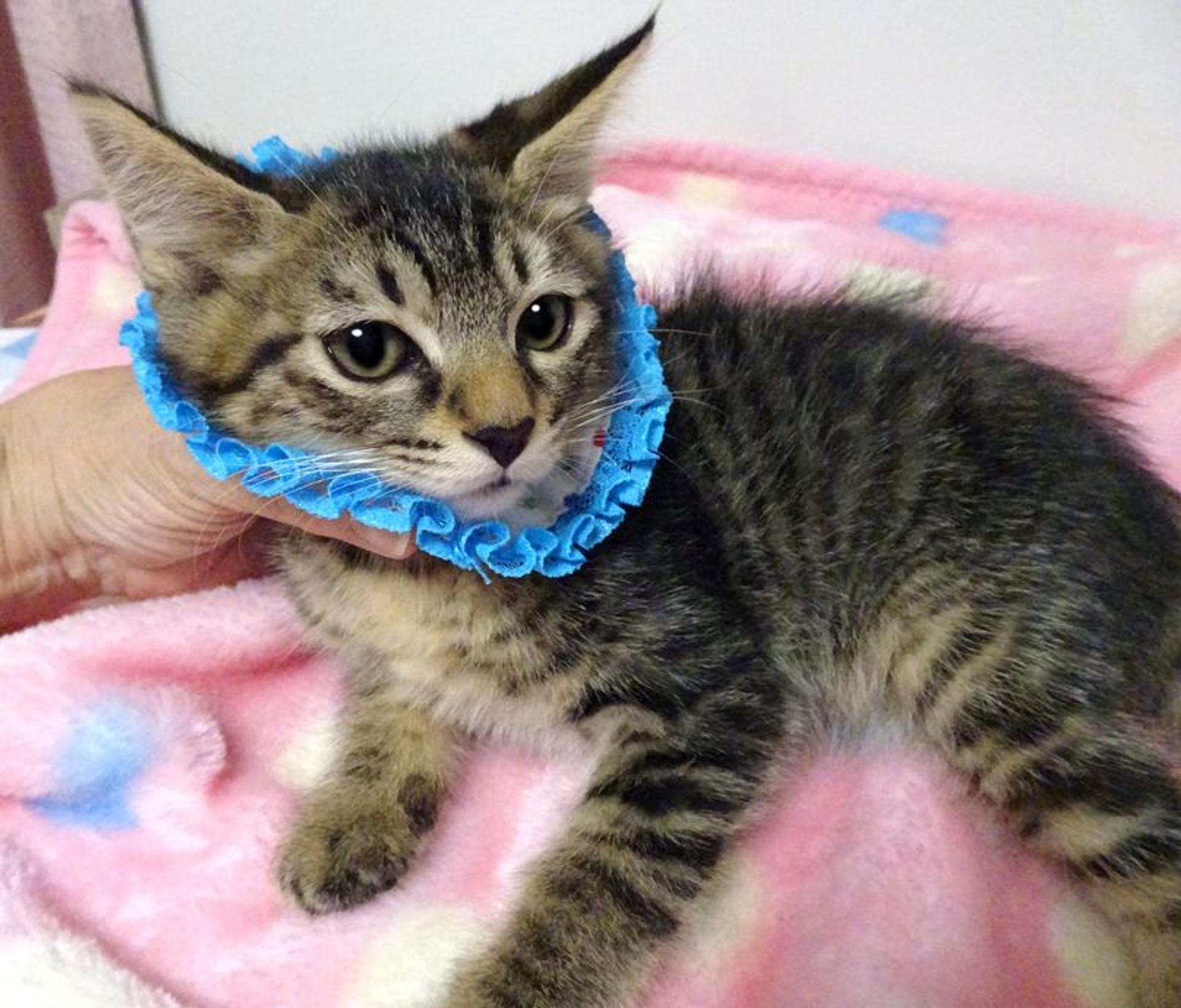 pet-image-4