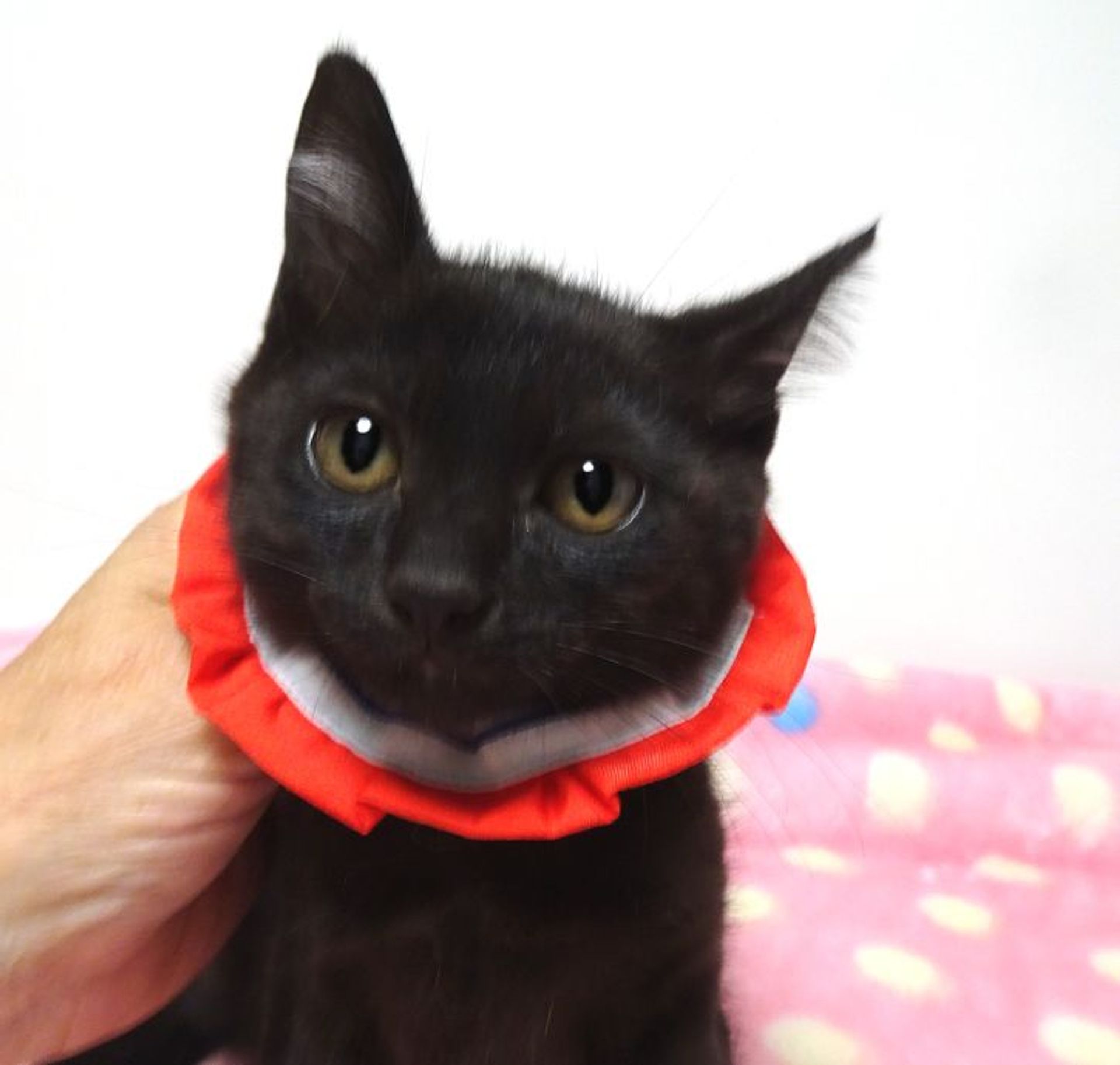 雑種（ミックス猫）・メスの里親募集の写真