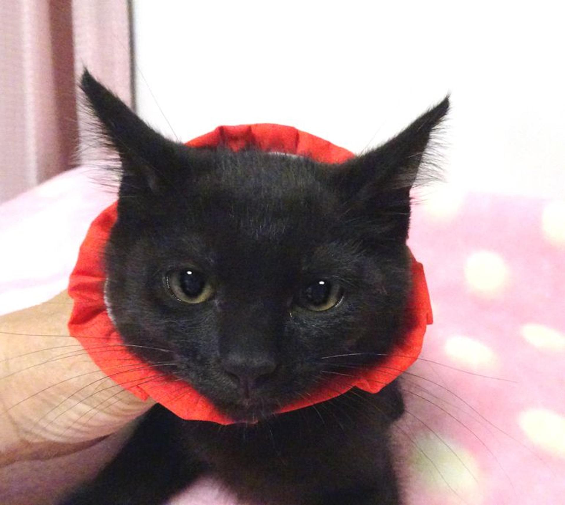 pet-image-3